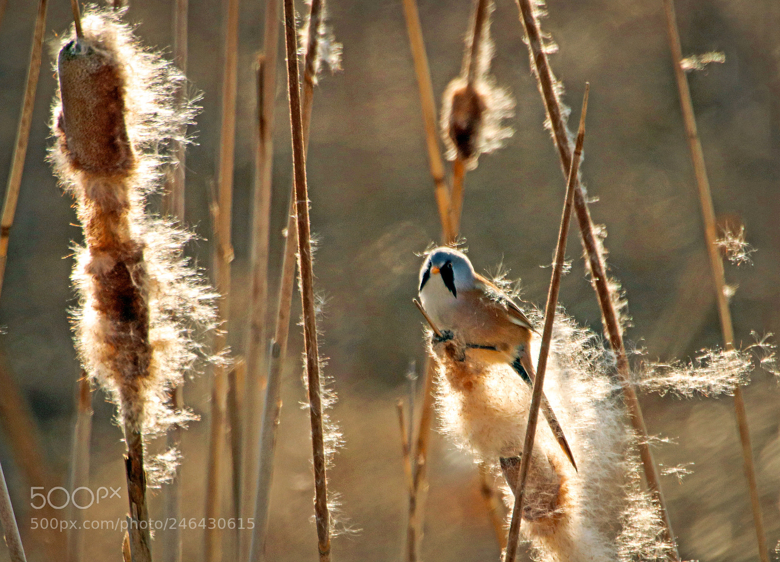 Canon EOS 800D (EOS Rebel T7i / EOS Kiss X9i) sample photo. Bearded reedling picking seeds photography