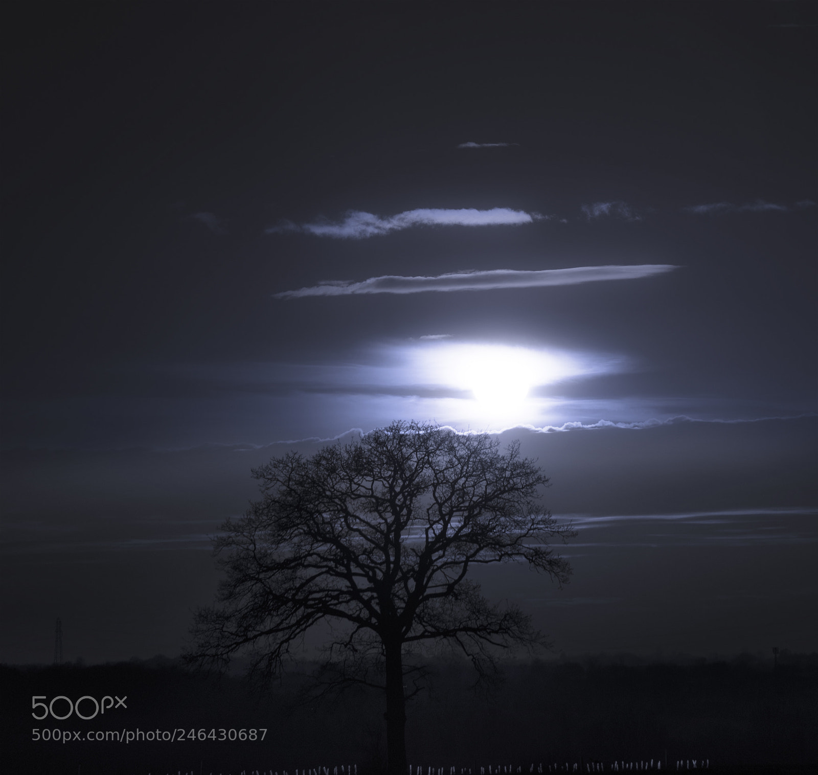 Sony a7R II sample photo. Elven tree photography