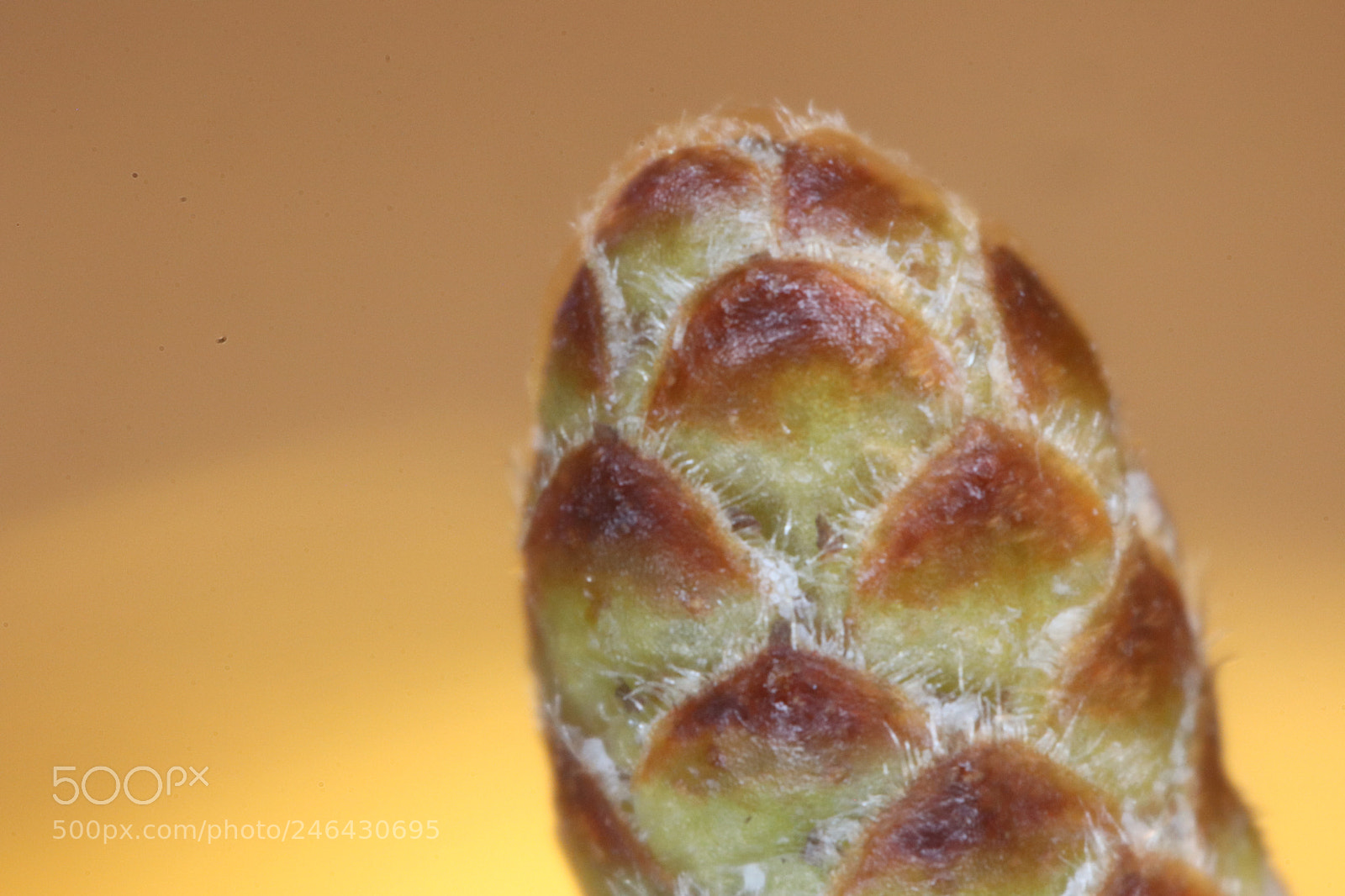 Canon EOS 77D (EOS 9000D / EOS 770D) sample photo. Closest up photography