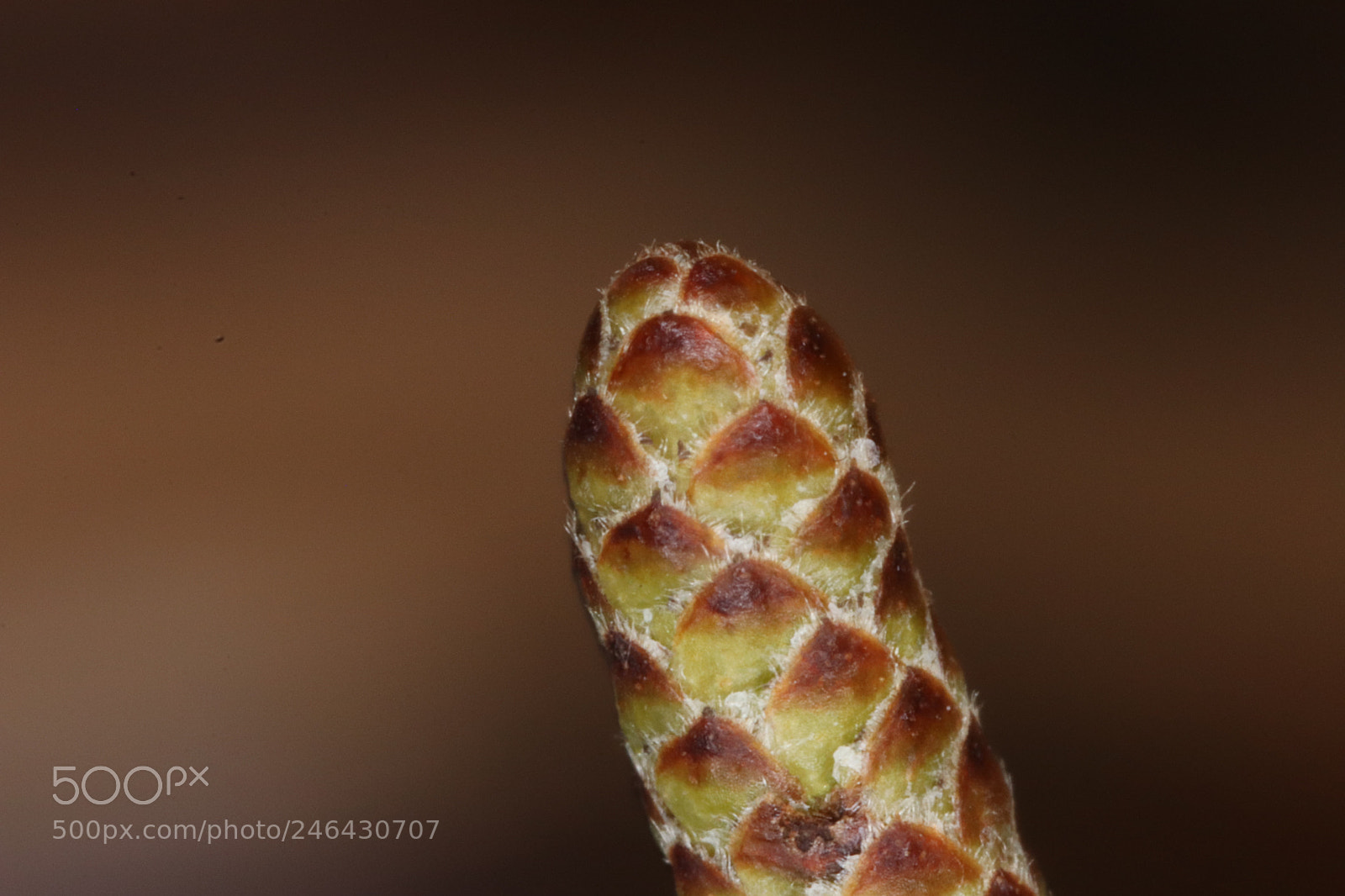 Canon EOS 77D (EOS 9000D / EOS 770D) sample photo. Closer up photography