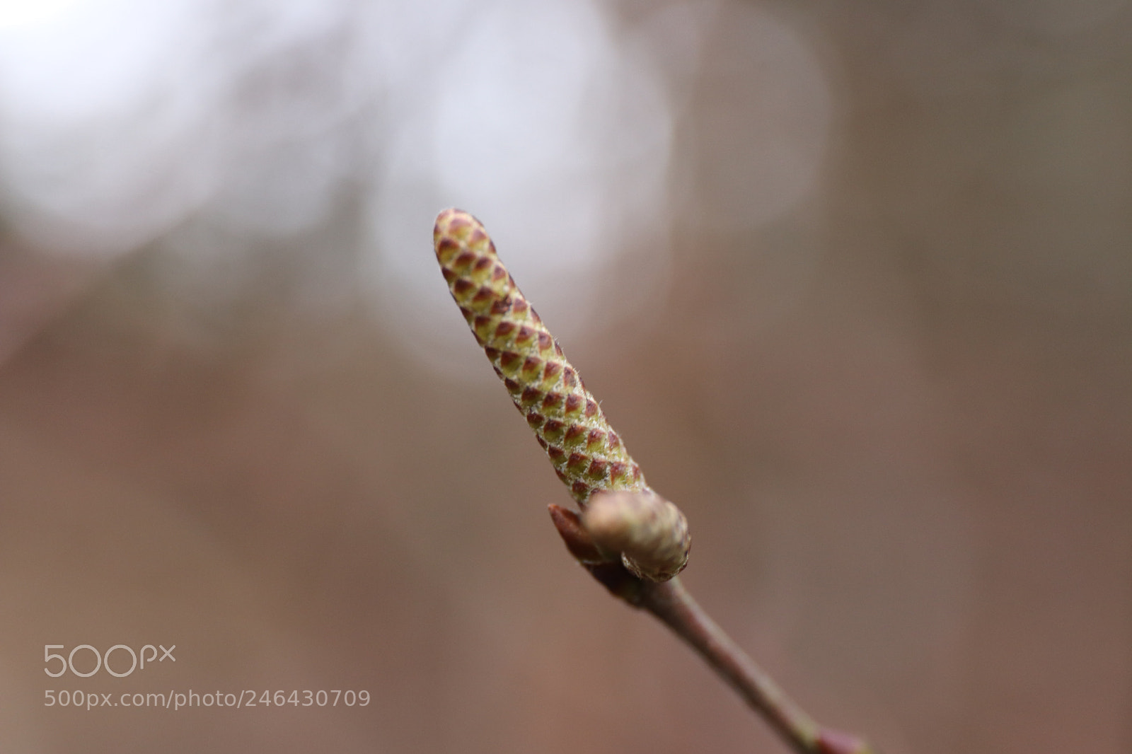 Canon EOS 77D (EOS 9000D / EOS 770D) sample photo. Close up photography