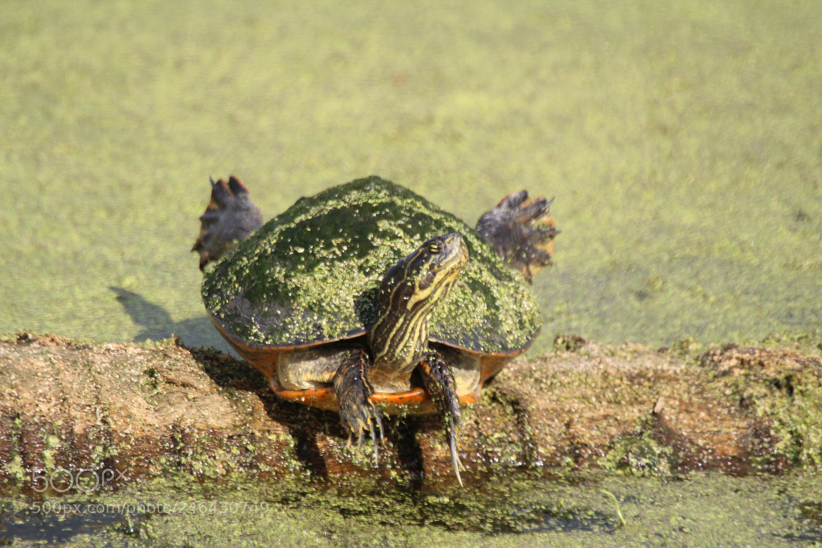 Canon EOS 1200D (EOS Rebel T5 / EOS Kiss X70 / EOS Hi) sample photo. Turtle photography