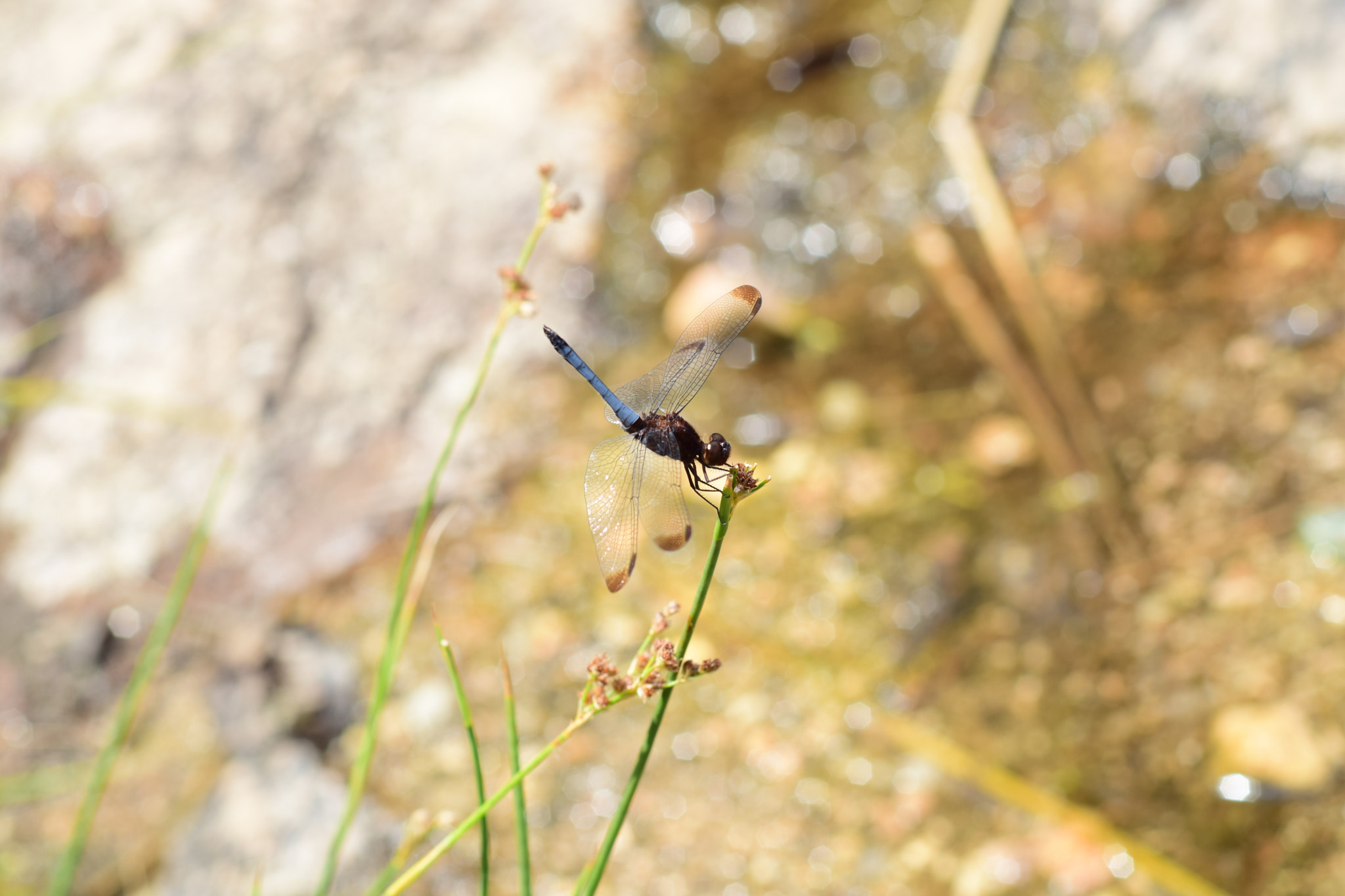 Nikon AF Nikkor 50mm F1.8D sample photo