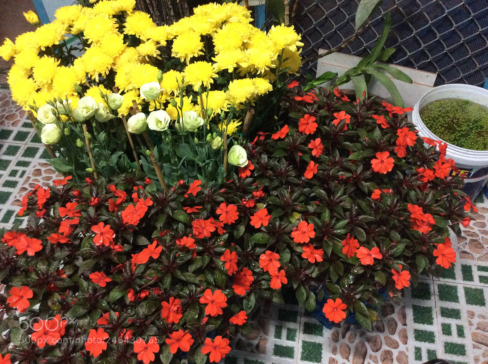 Apple iPad Air sample photo. Flower photography