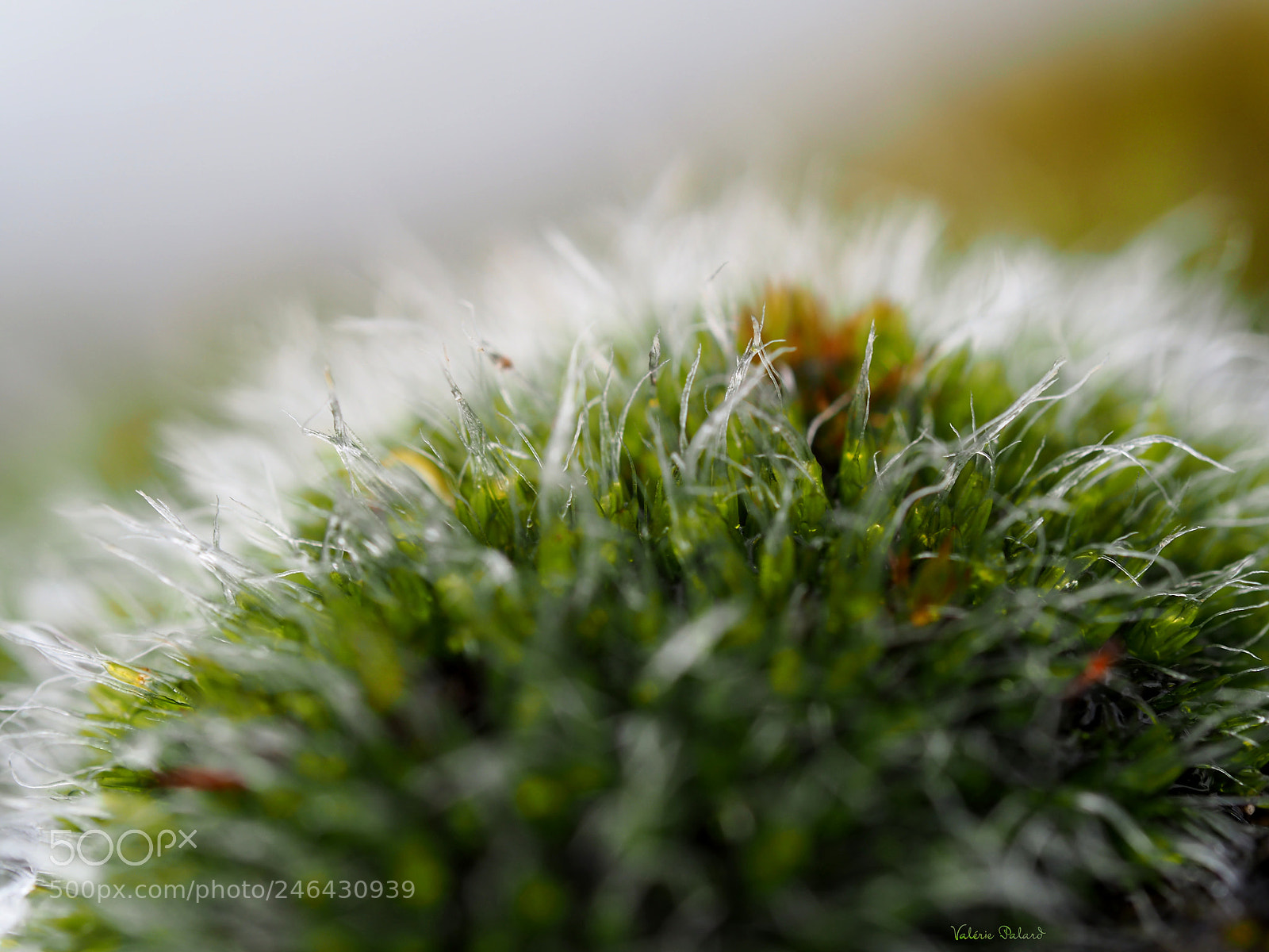 Olympus OM-D E-M5 II sample photo. Mousse photography