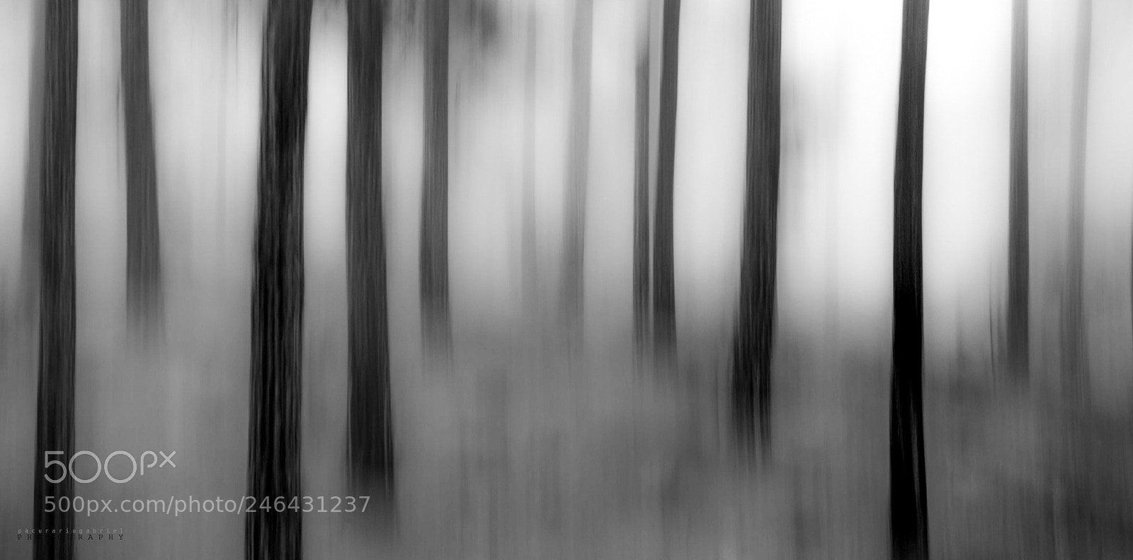 Canon EOS 7D Mark II sample photo. Other forest photography