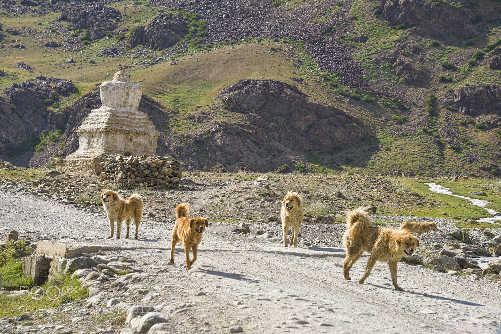 Nikon D810 sample photo. Feral mountain dogs zanskar photography