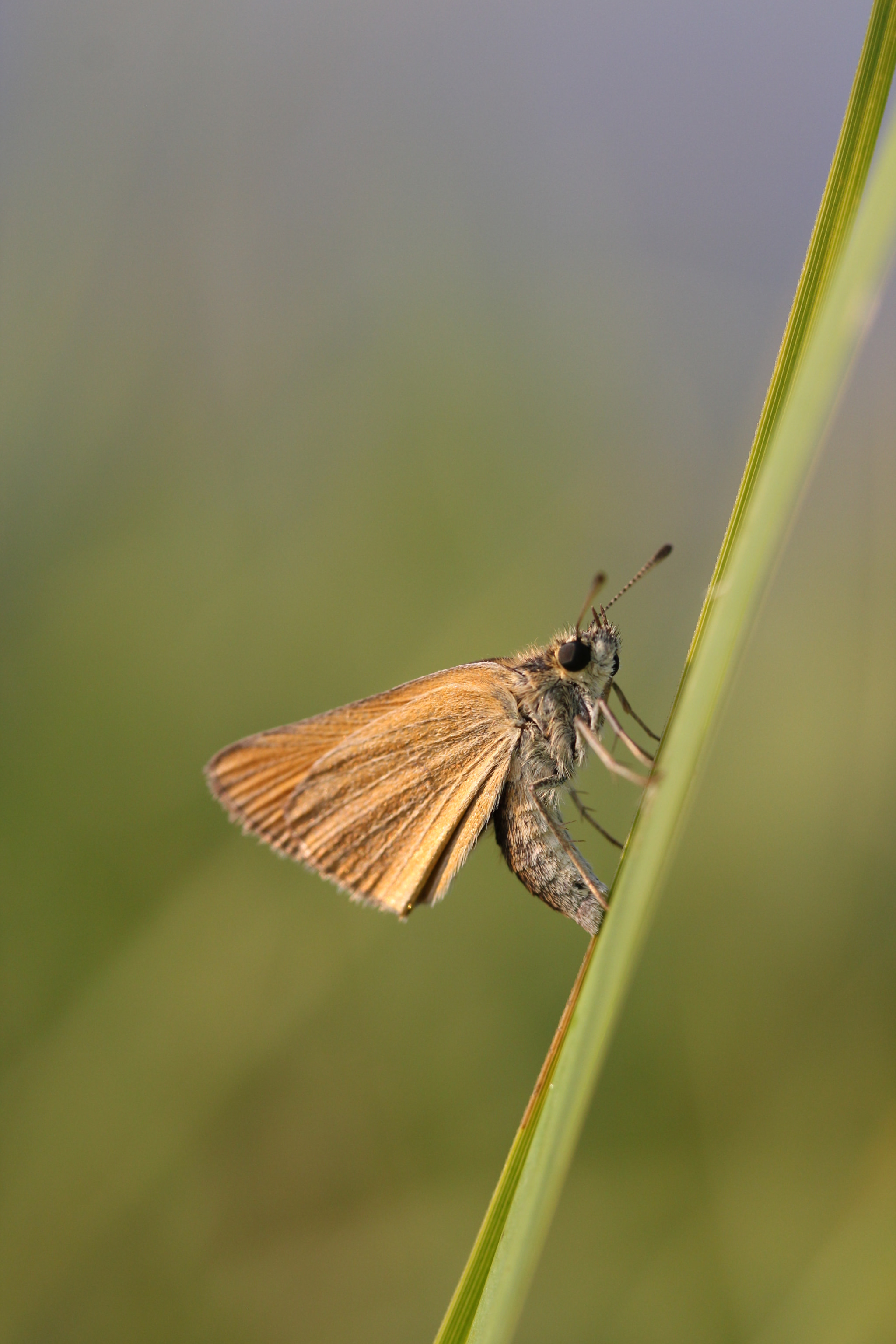 Canon EF-S 60mm F2.8 Macro USM sample photo. Img photography