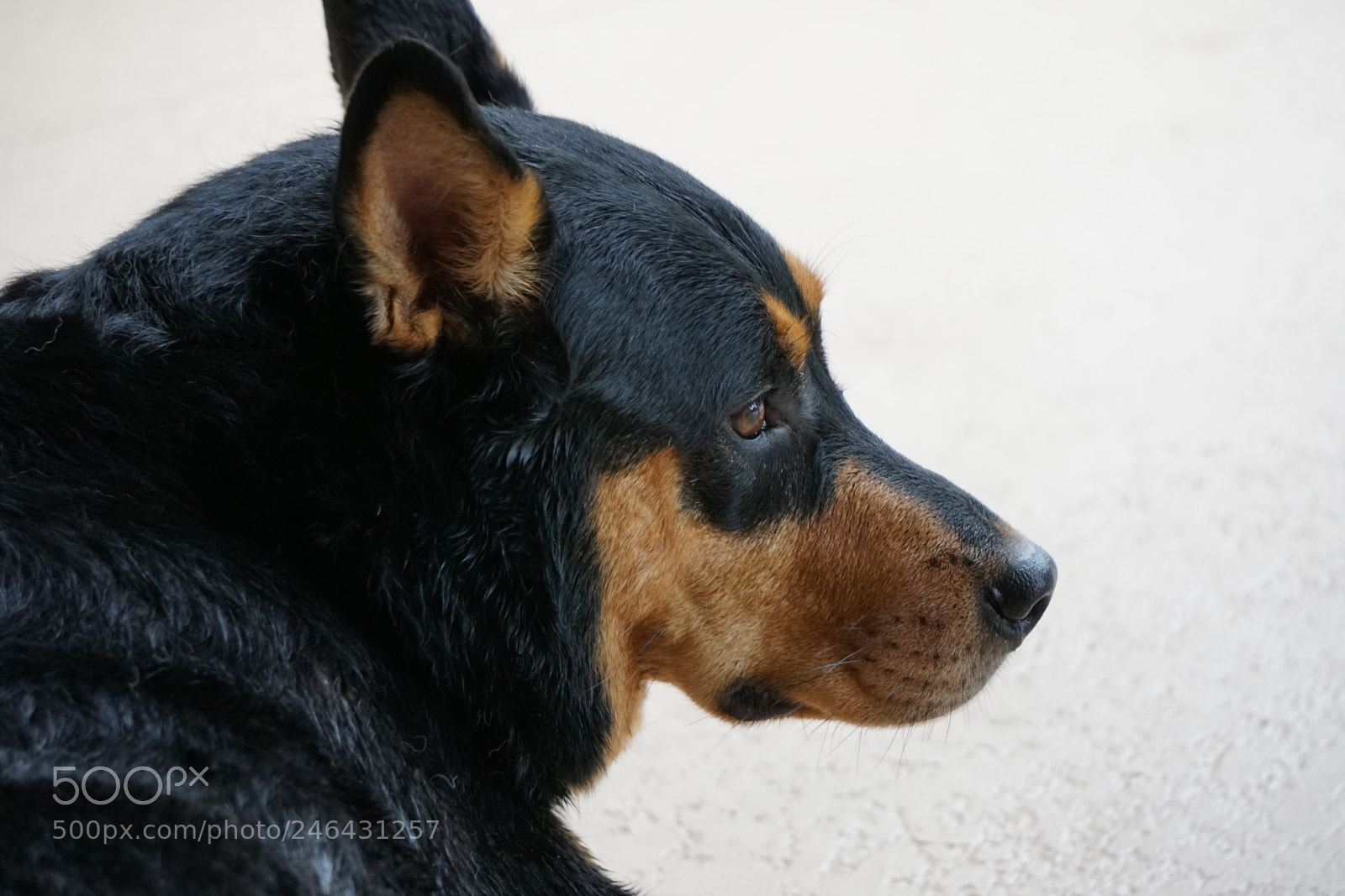 Sony a6300 sample photo. Pet pictures photography