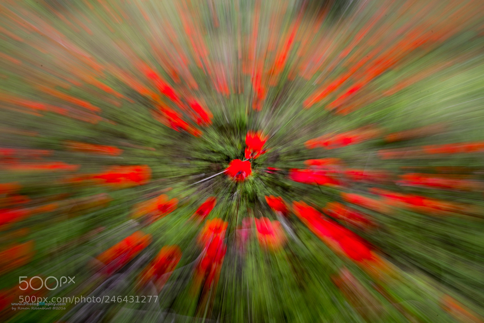 Nikon D810 sample photo. Zooming the flower photography