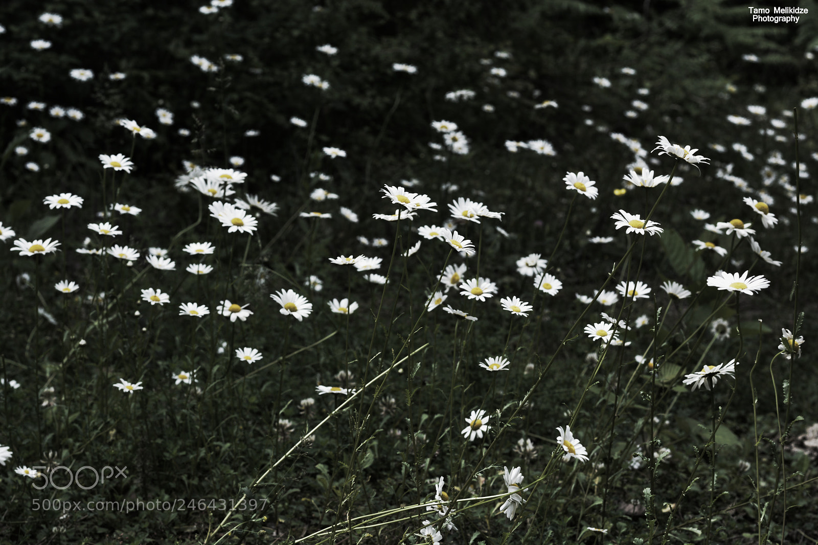 Nikon D5200 sample photo. Untitled photography