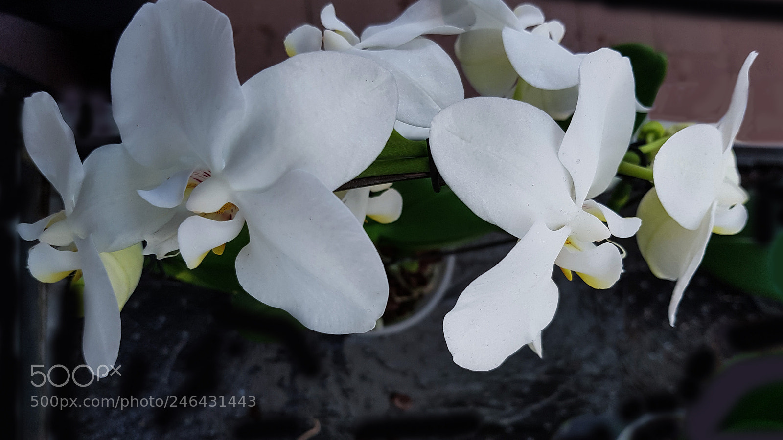 Samsung Galaxy S8 sample photo. A white orchids flowers photography