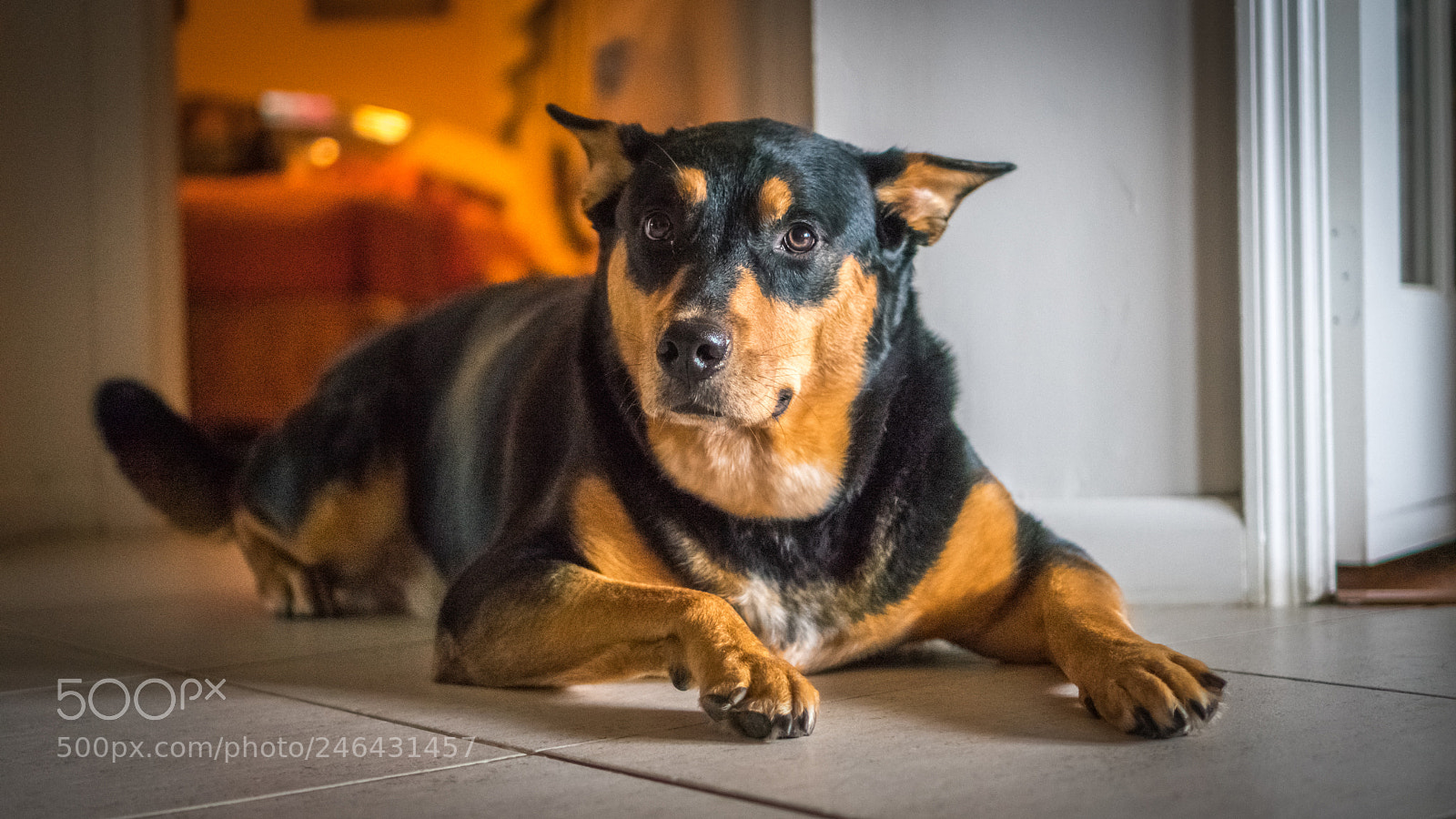 Sony a6300 sample photo. Pet pictures photography