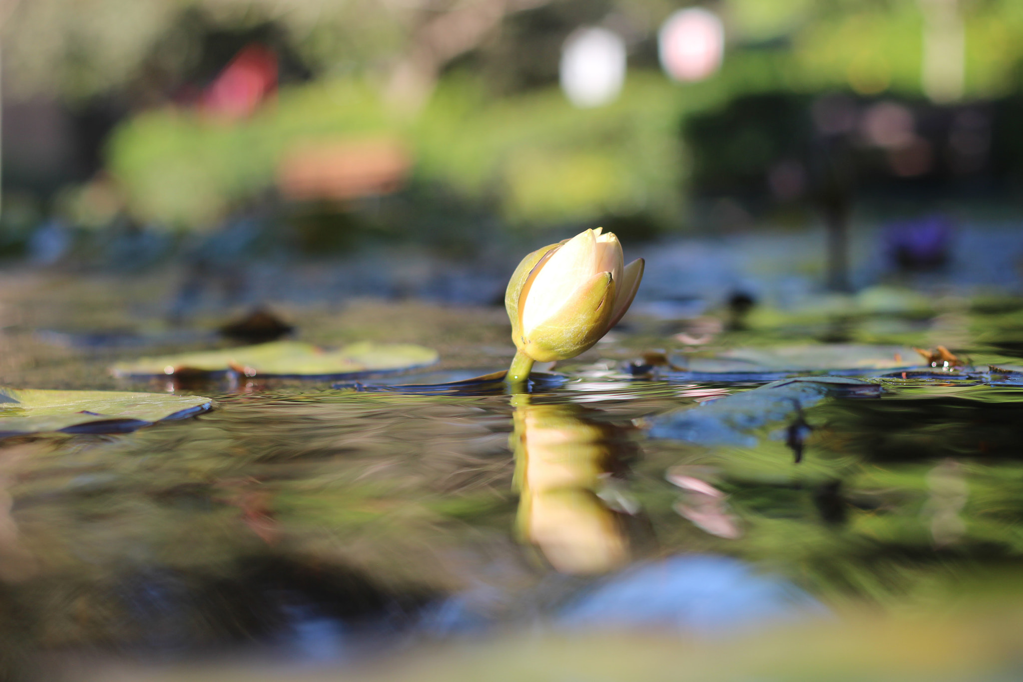 Canon EOS 700D (EOS Rebel T5i / EOS Kiss X7i) sample photo. Water lily photography