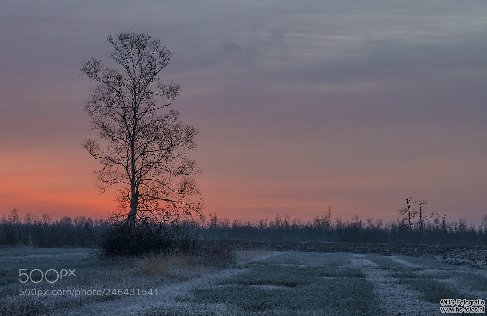 Nikon D500 sample photo. Lonely tree in a photography