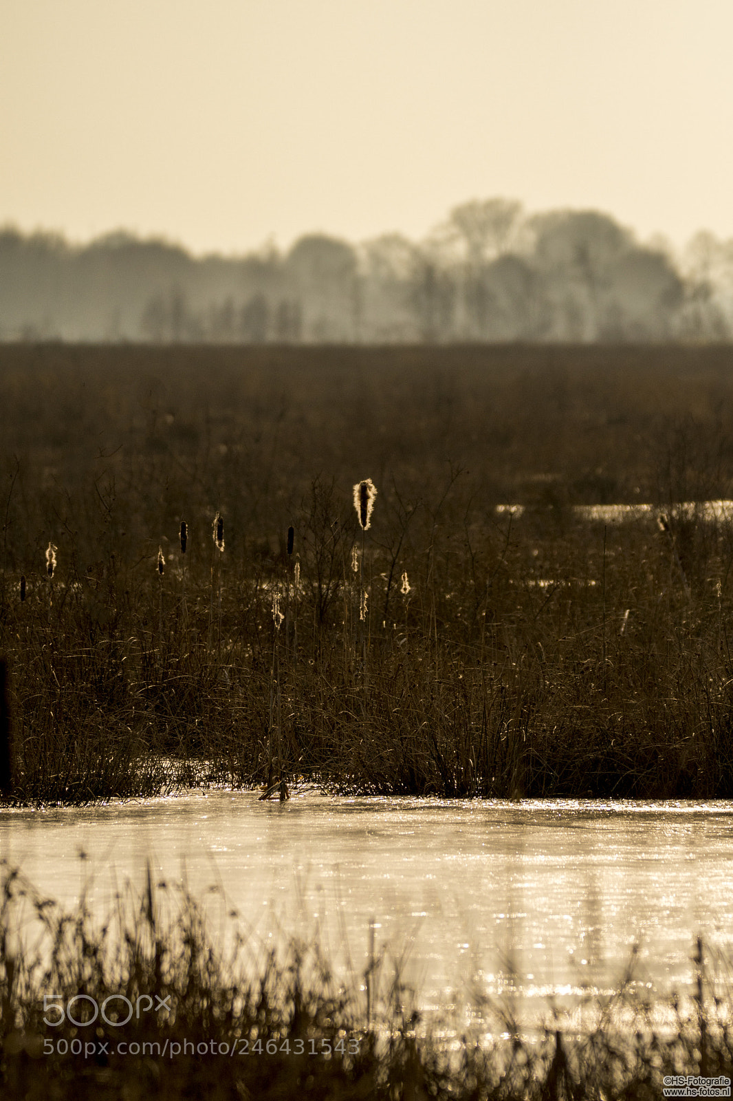 Nikon D500 sample photo. Alone in a frozen photography