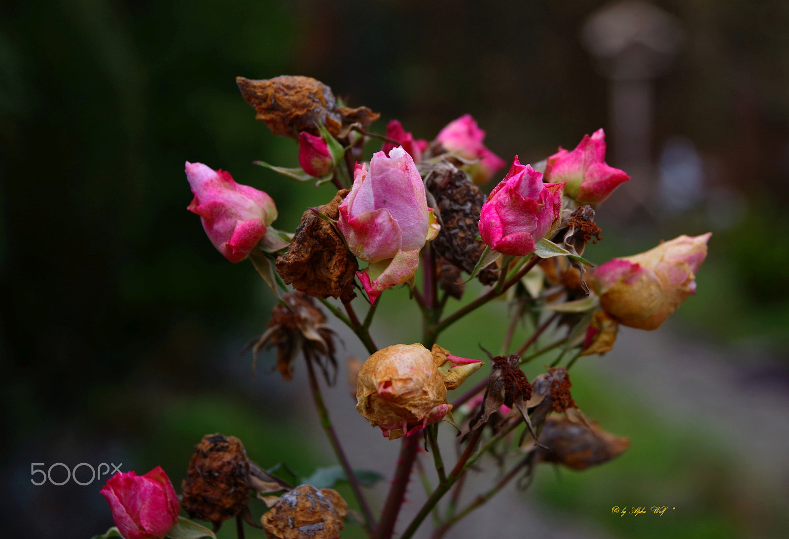 Pentax K-1 sample photo. Pink roses photography