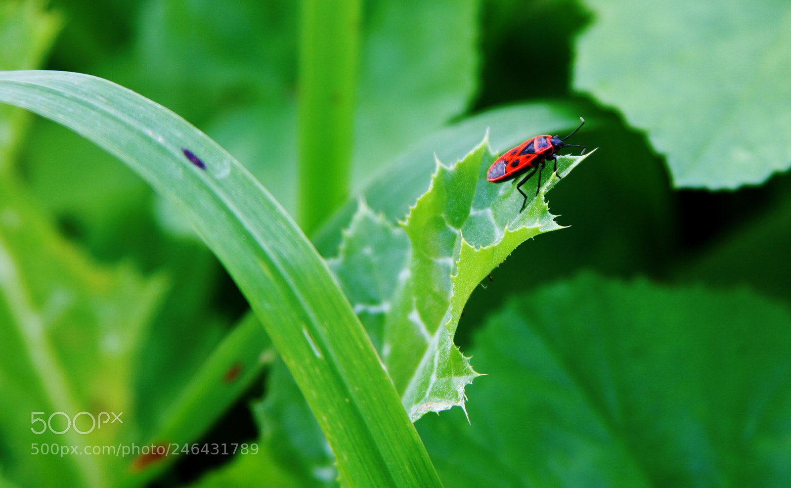 Canon EOS 5D Mark II sample photo. Beatle in nature photography