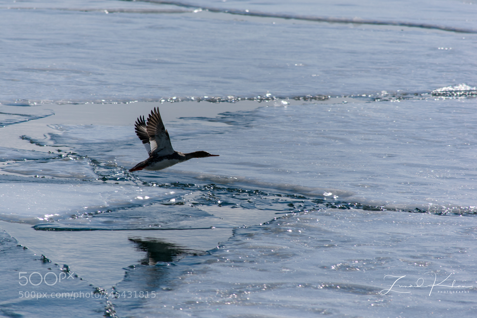 Nikon D3400 sample photo. Merganser over ice flows photography