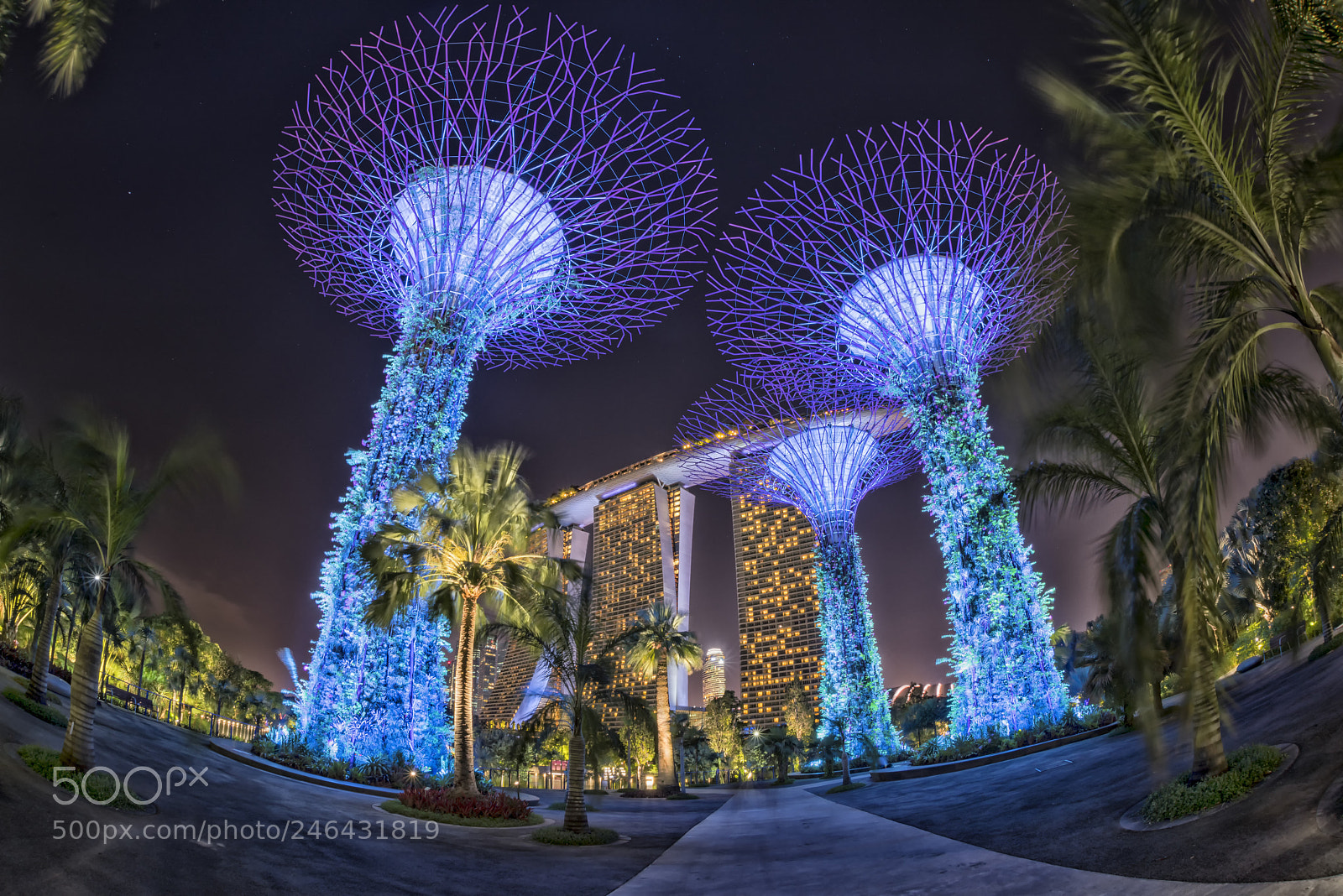 Nikon D810 sample photo. Singapore windy gardens by photography