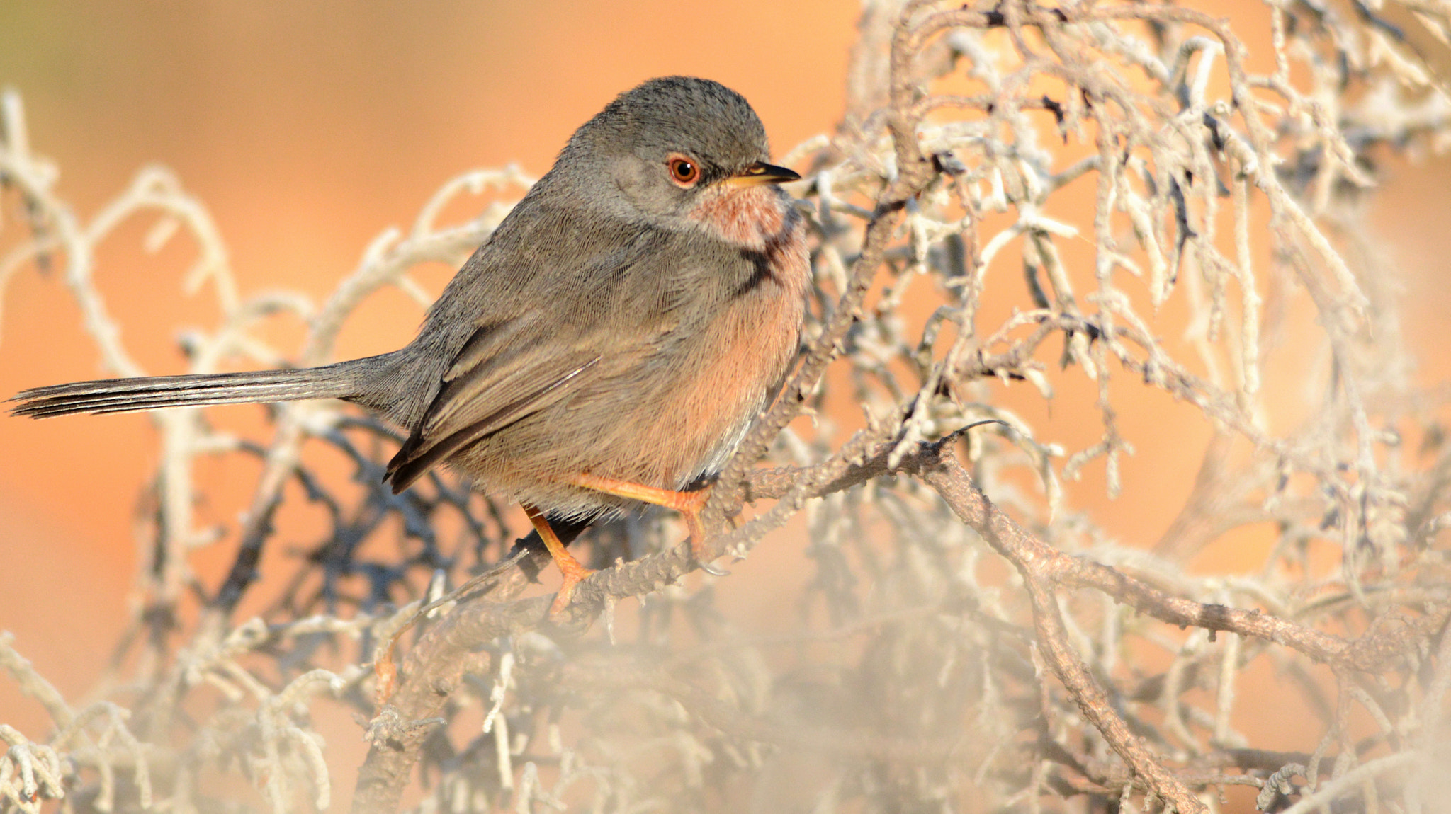 Sigma 150-500mm F5-6.3 DG OS HSM sample photo. Dartford warbler 2 photography
