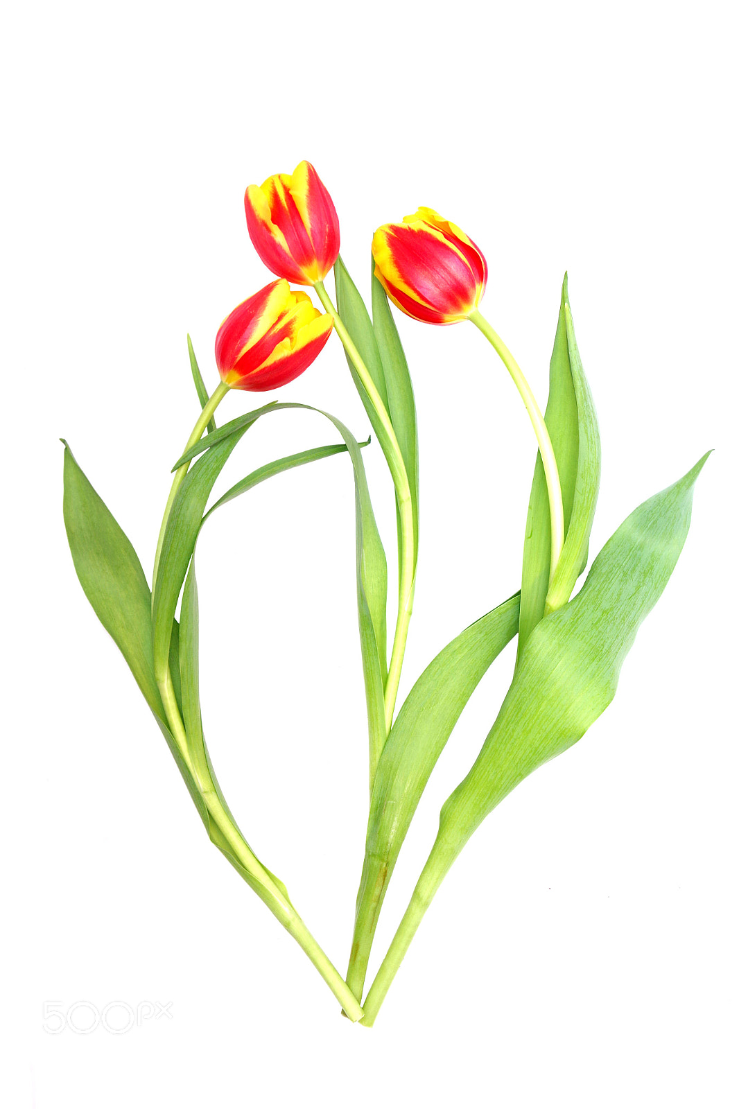 Pentax K-3 sample photo. Tulips photography