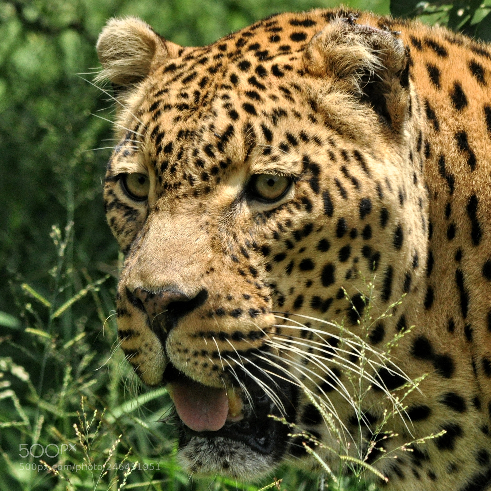 Nikon D90 sample photo. Wild photography
