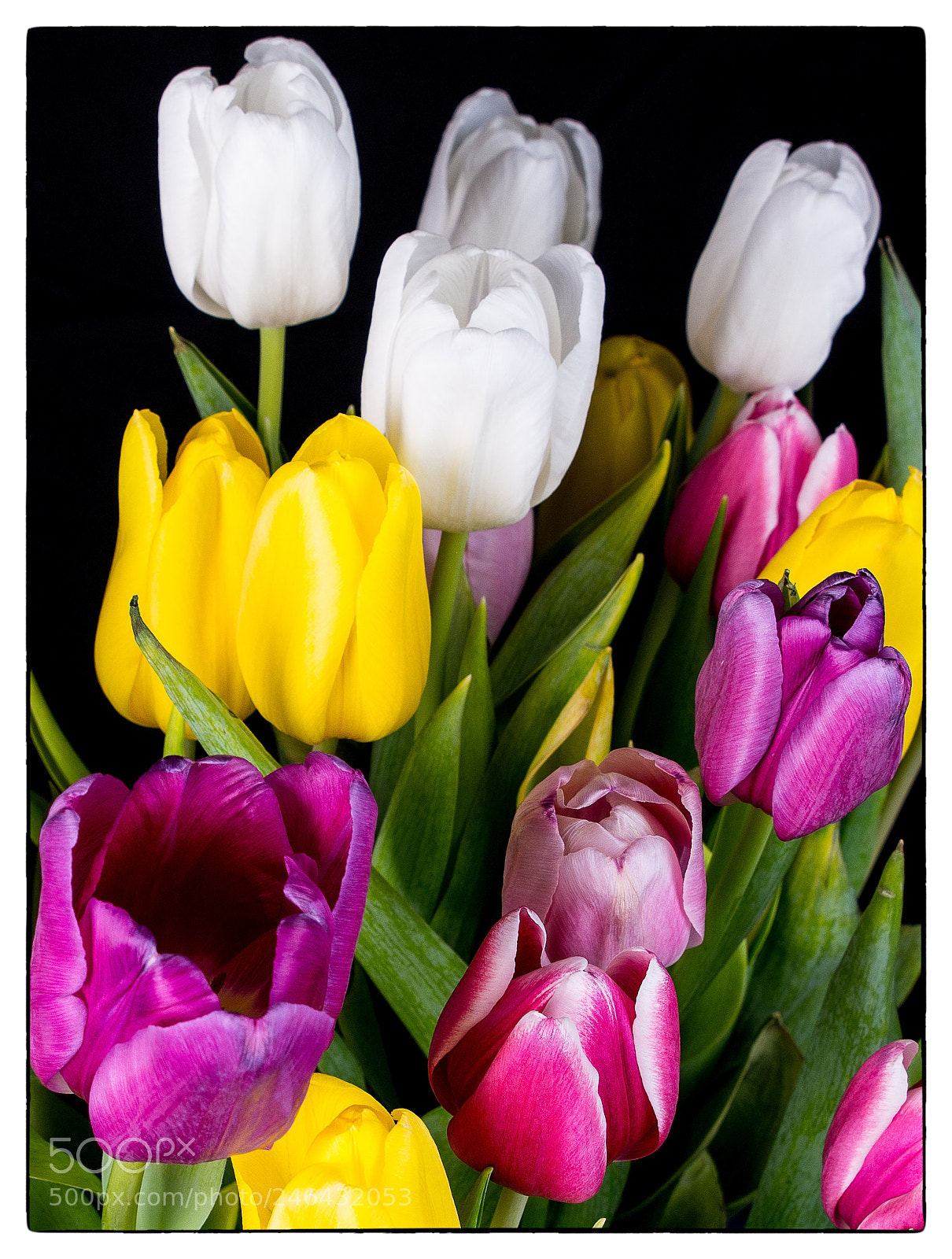 Nikon D7200 sample photo. Tulips photography