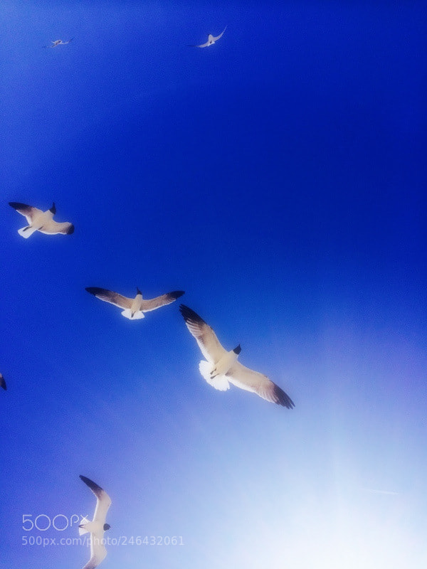 Apple iPhone 5s sample photo. Flight photography