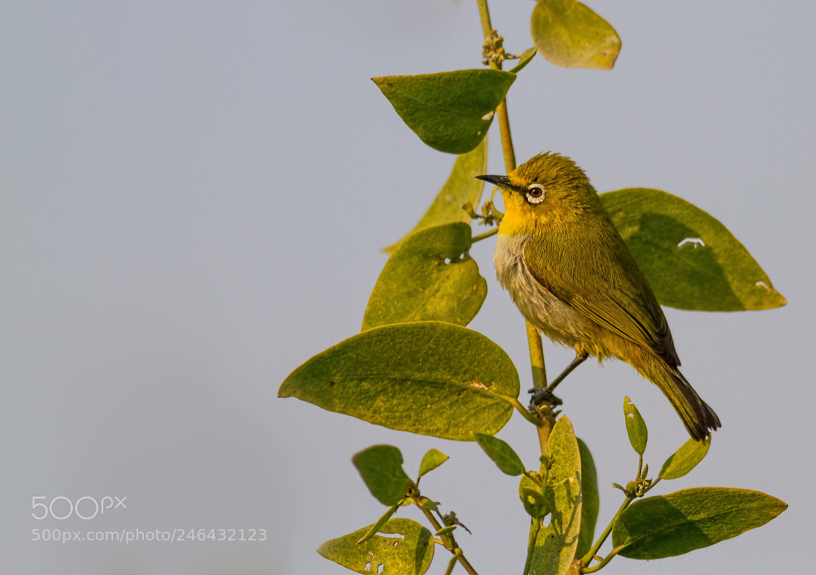 Canon EOS 7D sample photo. Oriental white eye... photography