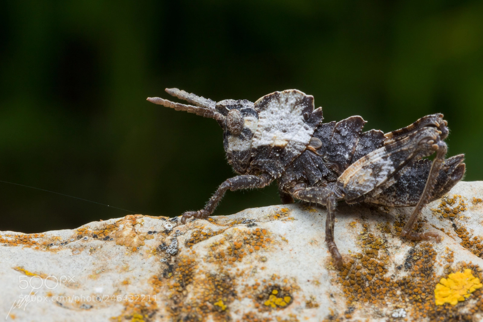 Canon EOS 7D Mark II sample photo. Prionosthenus syriacus photography