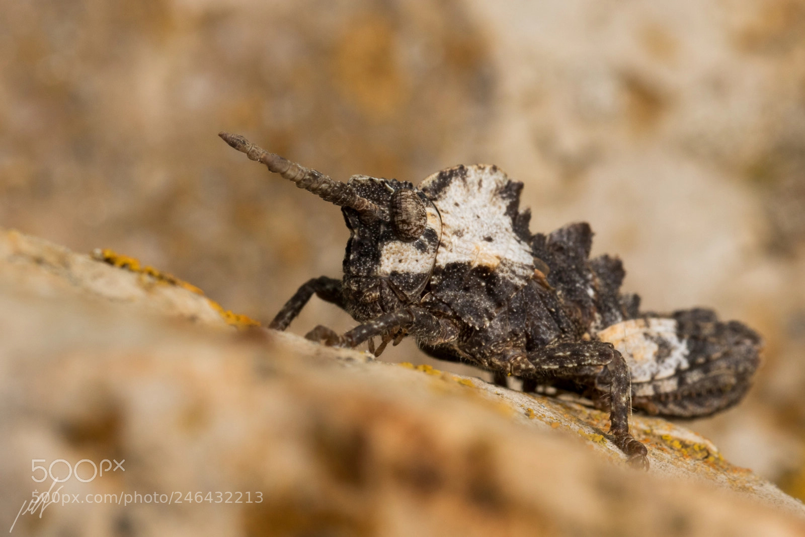 Canon EOS 7D Mark II sample photo. Prionosthenus syriacus photography