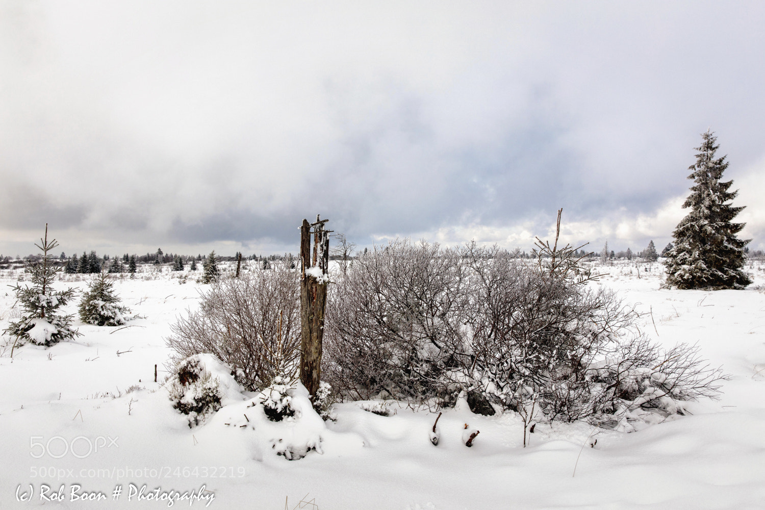 Canon EOS 5DS sample photo. Winter @ botrange 17 photography