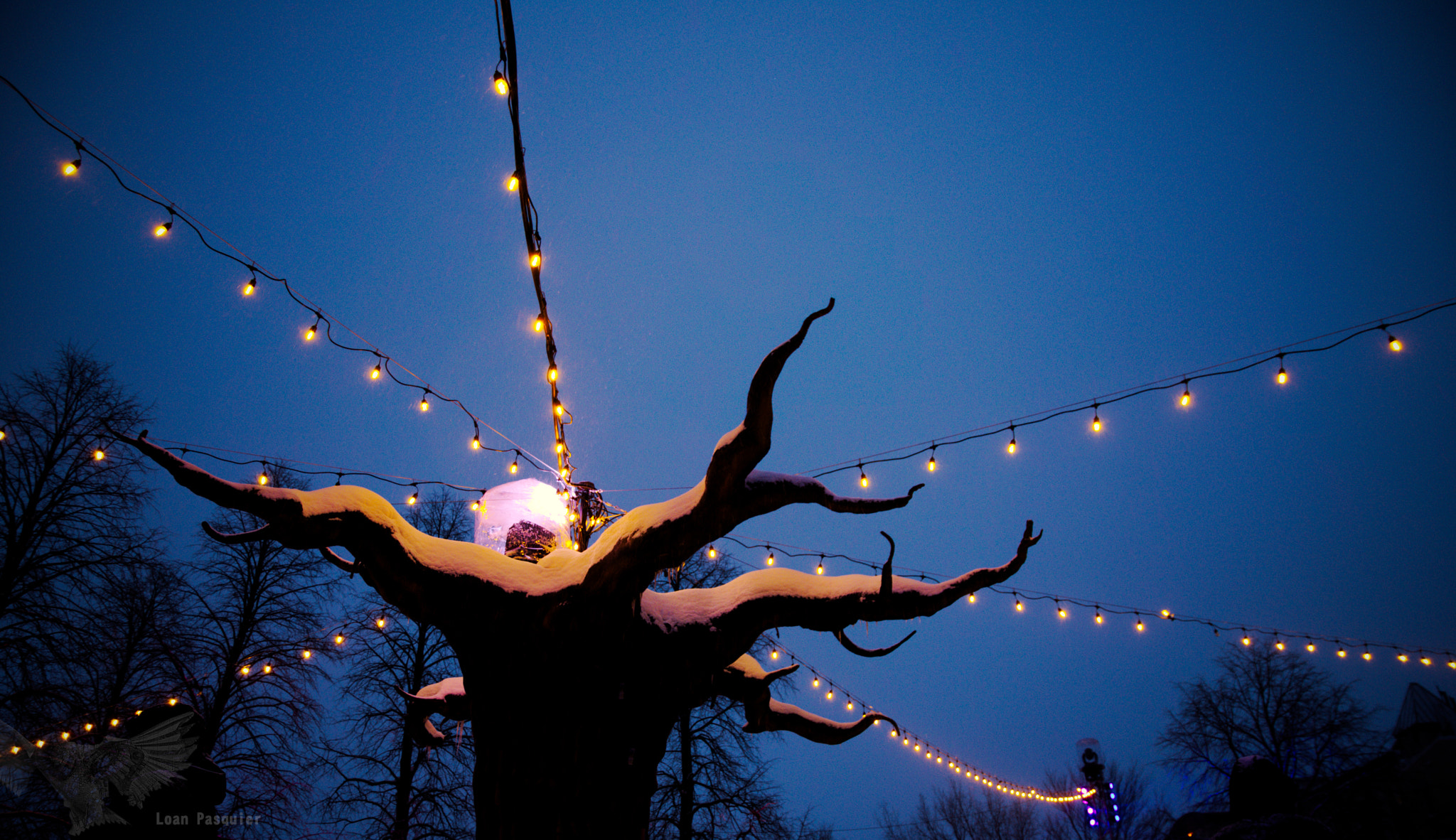Nikon D7200 sample photo. Tree of light photography