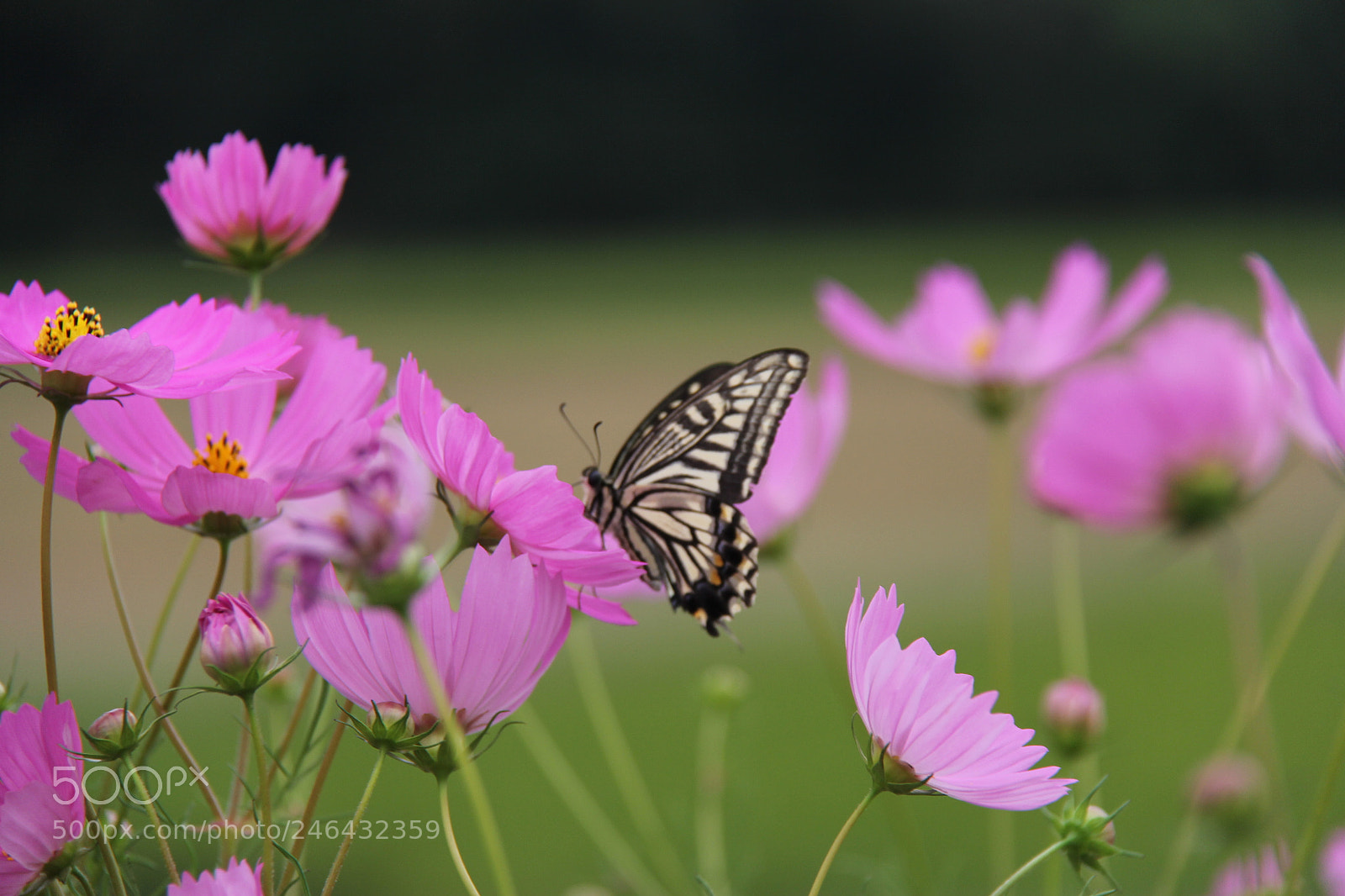 Canon EF-S 18-200mm F3.5-5.6 IS sample photo. Untitled photography