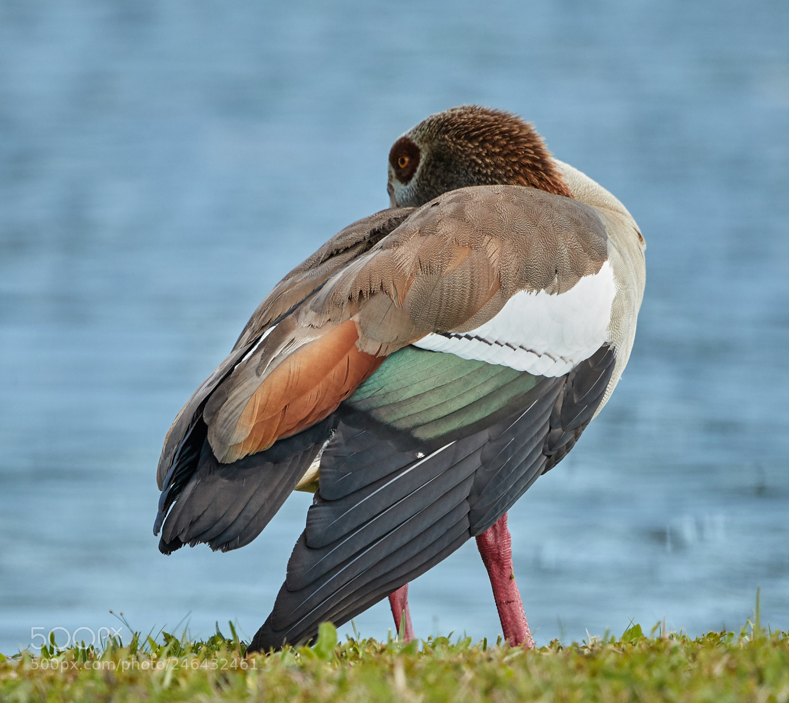 Canon EOS-1D X Mark II sample photo. 02-17-18-0003994.jpg photography