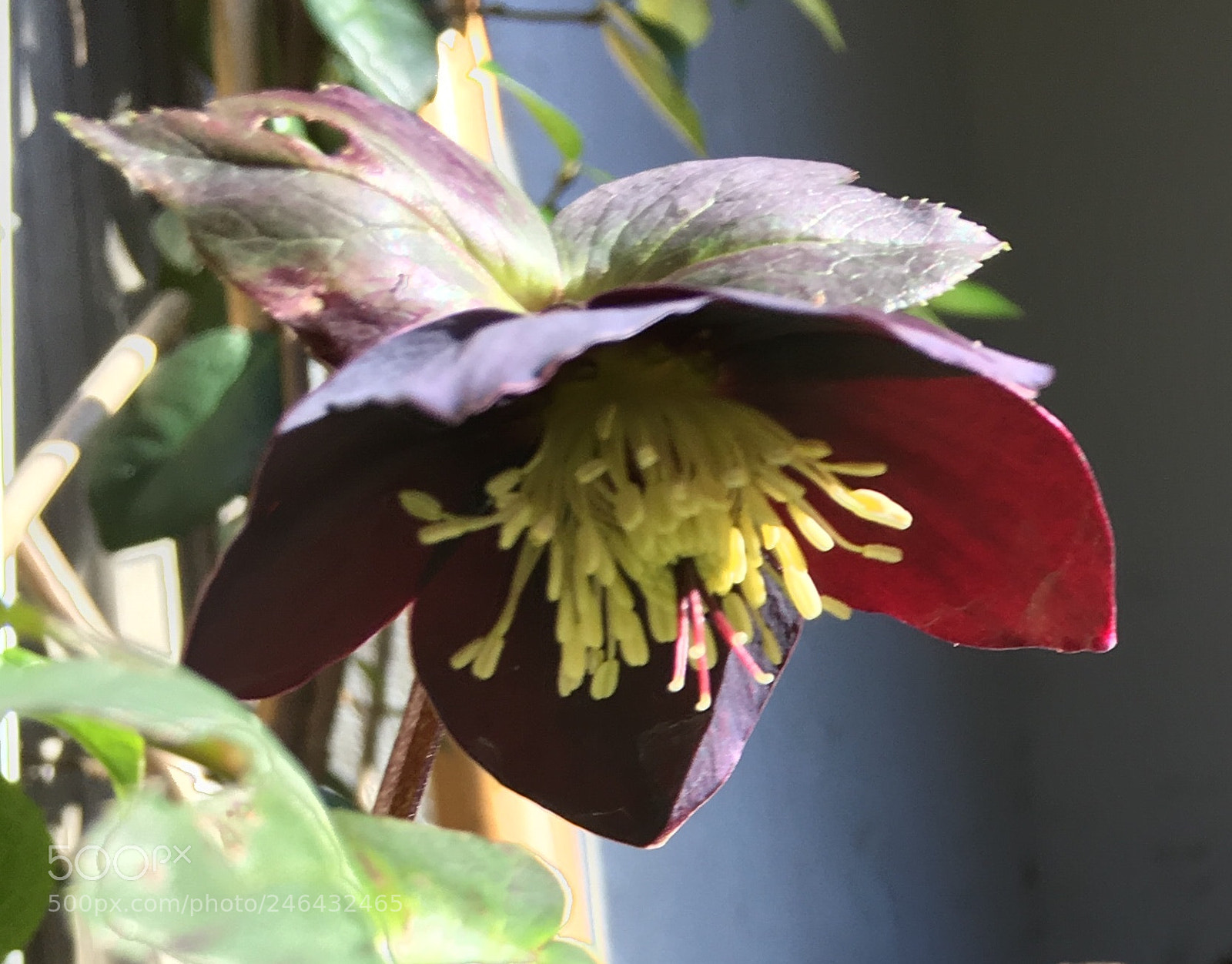 Apple iPhone 6s sample photo. First flowers in my photography