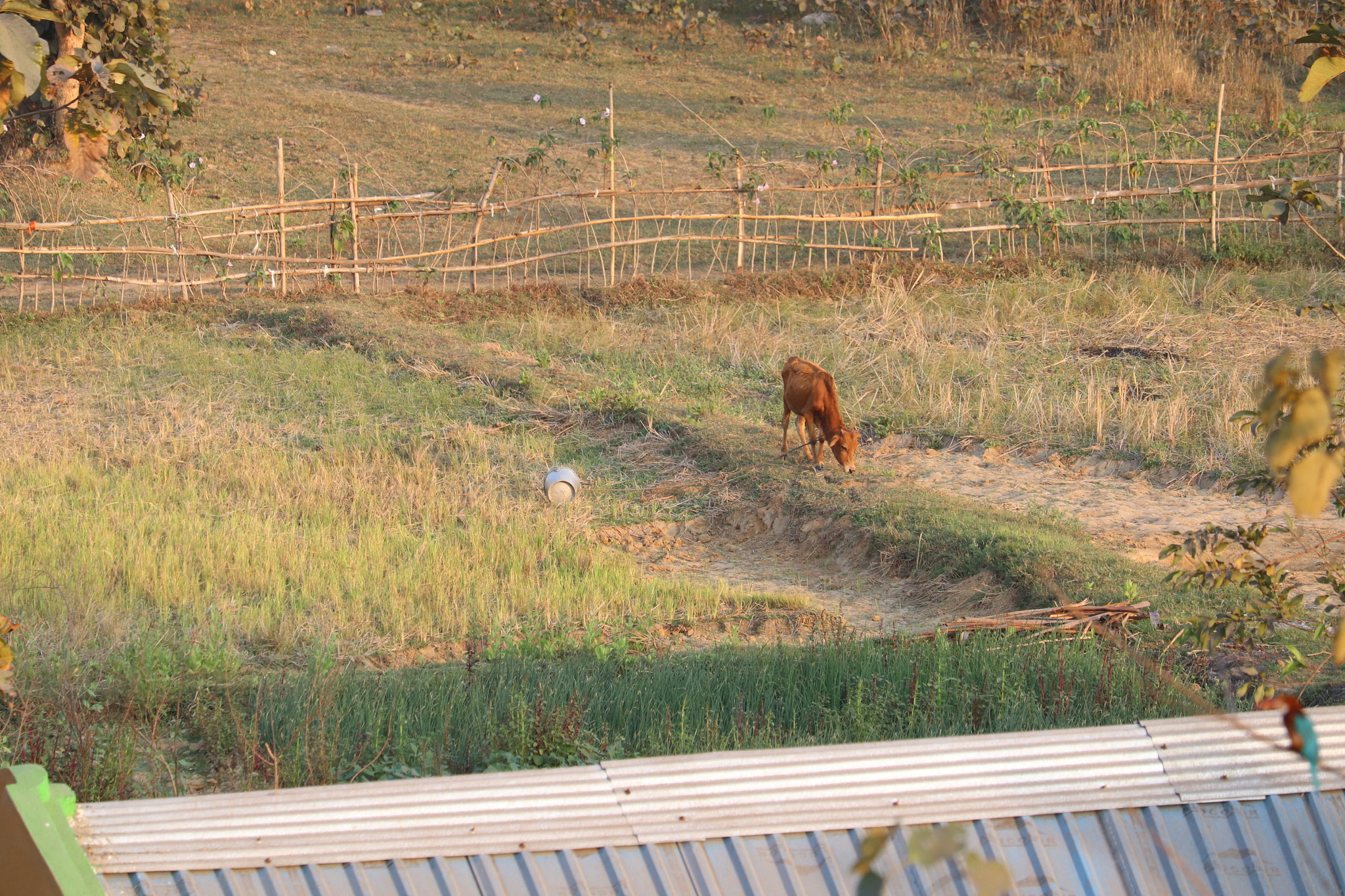 Canon EF-S 55-250mm F4-5.6 IS STM sample photo