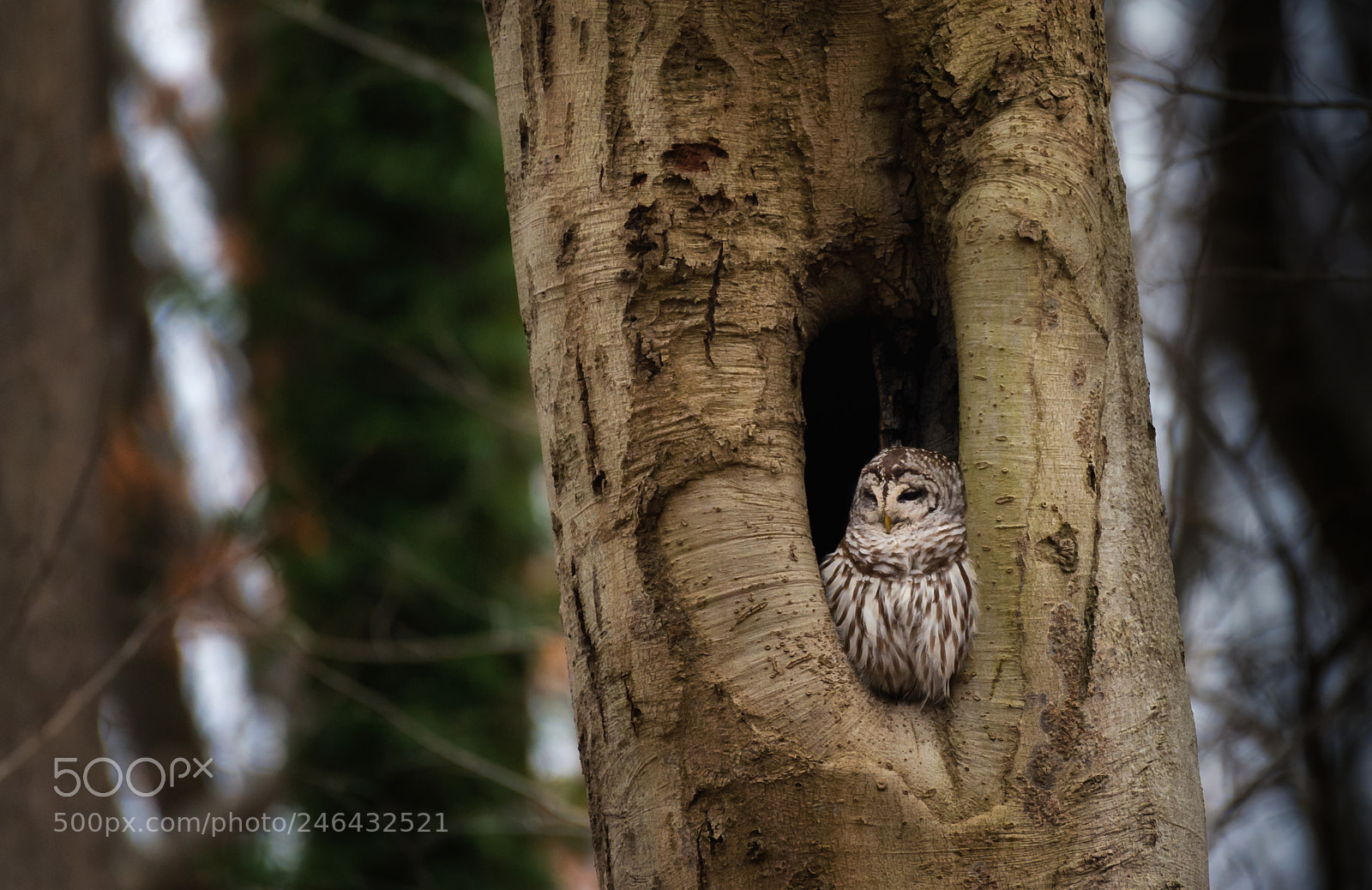 Nikon D4 sample photo. Barred owl, oella, maryland photography