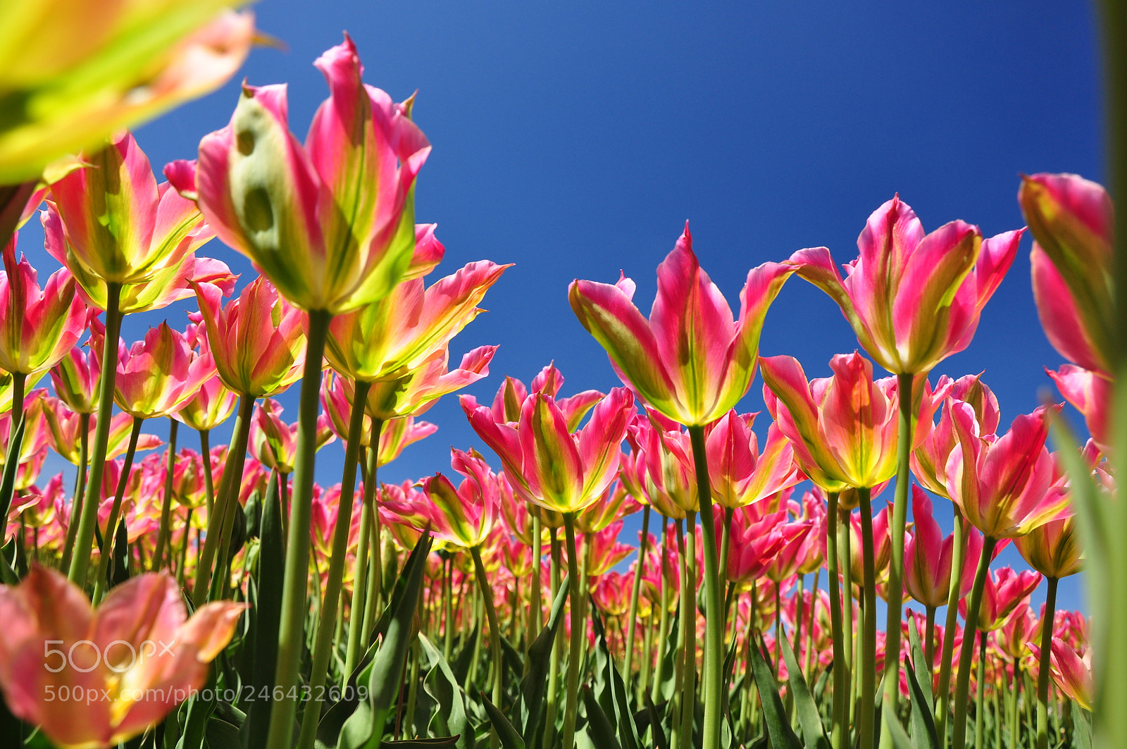 Nikon D90 sample photo. Tulips @ springtime photography