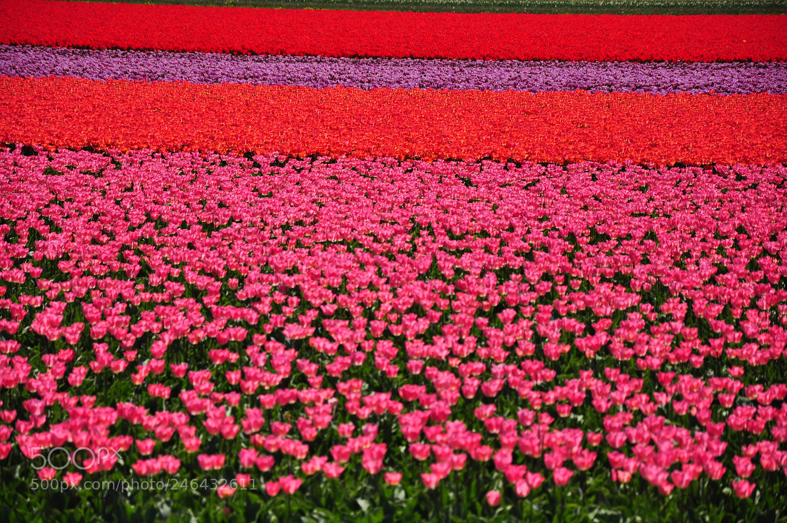 Nikon D90 sample photo. Tulipfield / holland photography