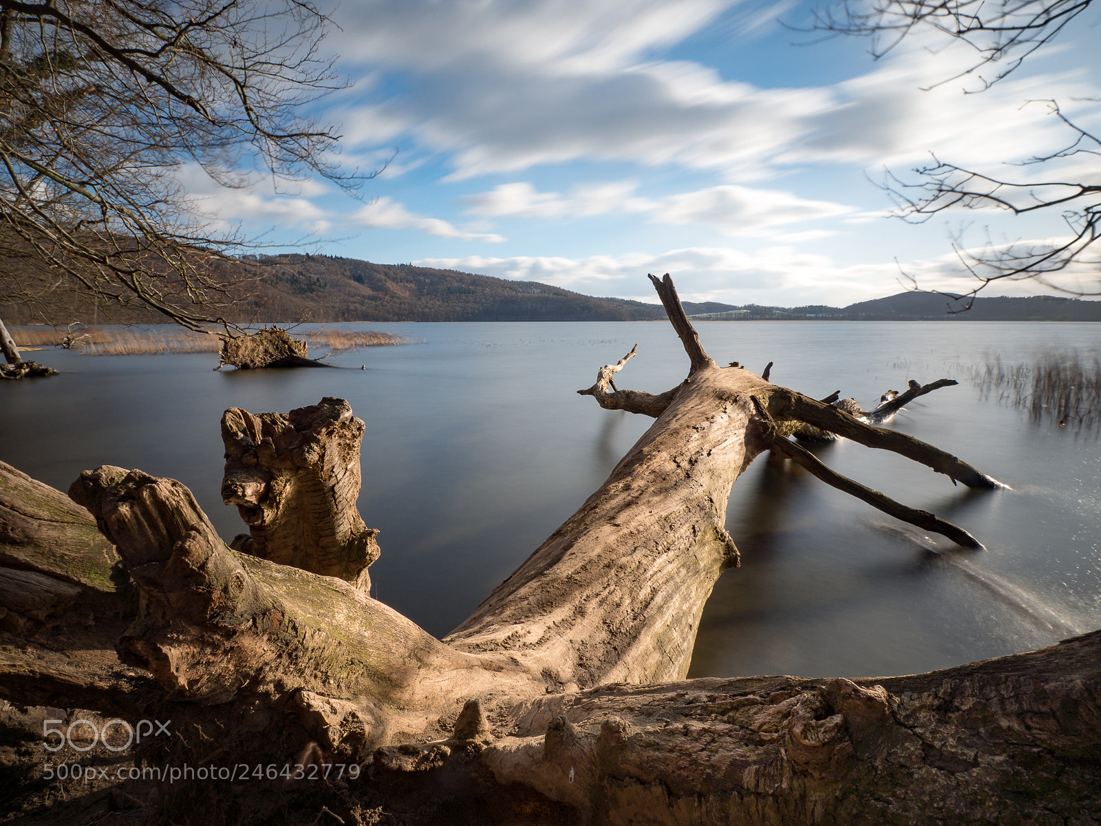 Olympus OM-D E-M10 II sample photo. Fallen tree photography