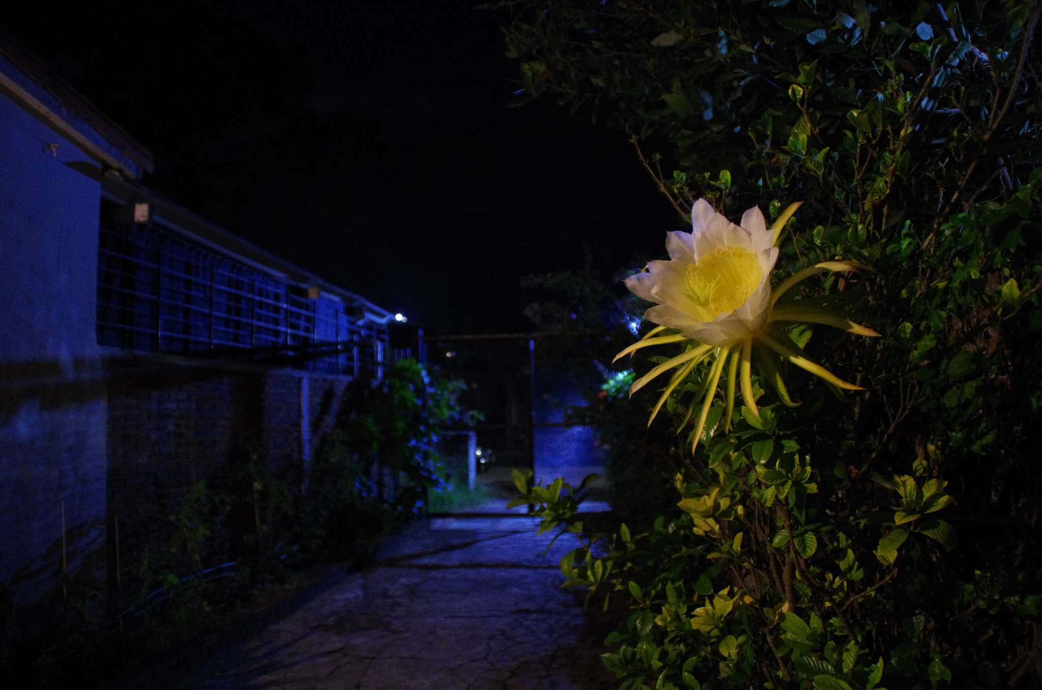 Tamron AF 18-200mm F3.5-6.3 XR Di II LD Aspherical (IF) Macro sample photo. Dama de noche (epiphyllum oxypetalum) photography