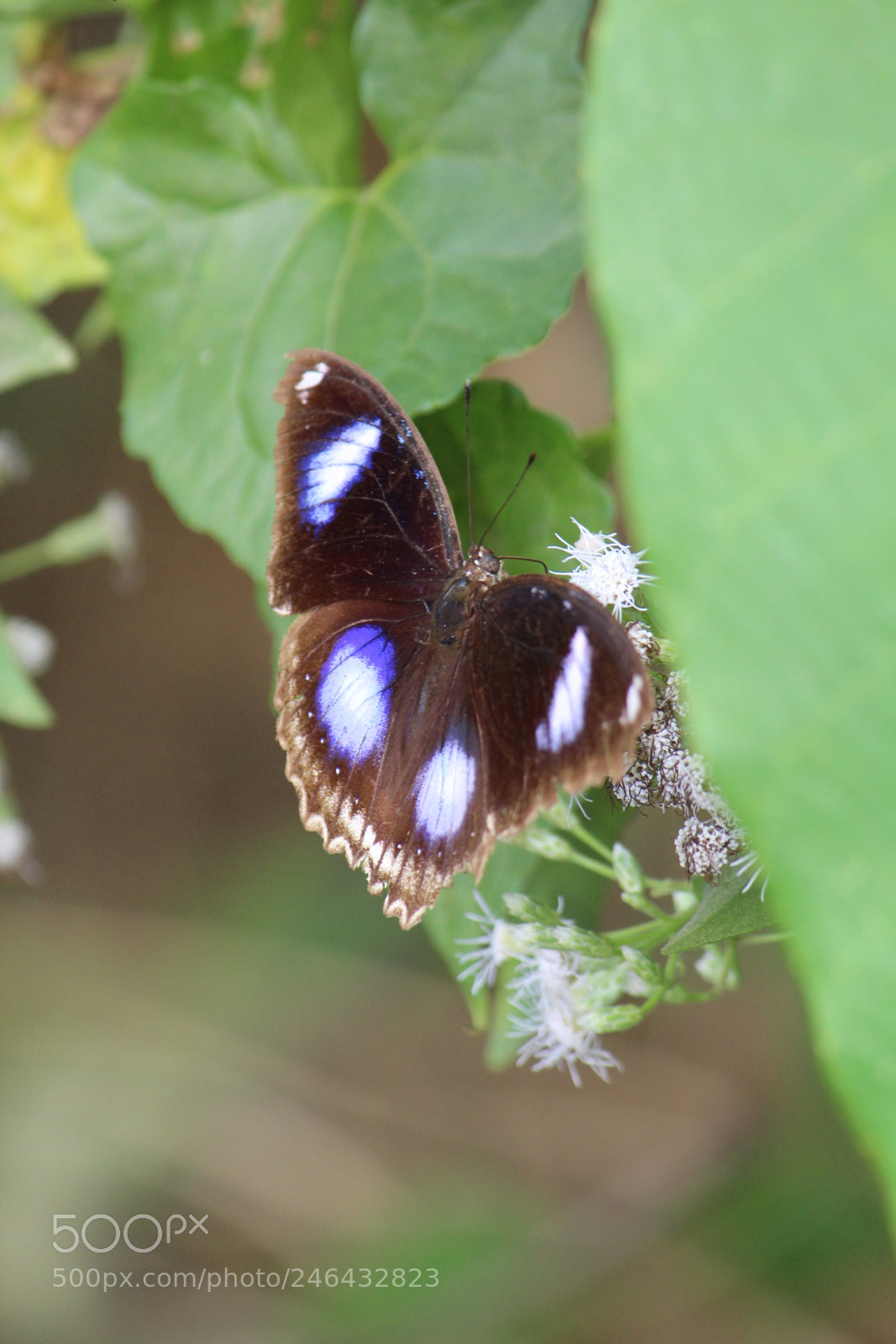 Canon EF-S 55-250mm F4-5.6 IS II sample photo. The nano beauty photography