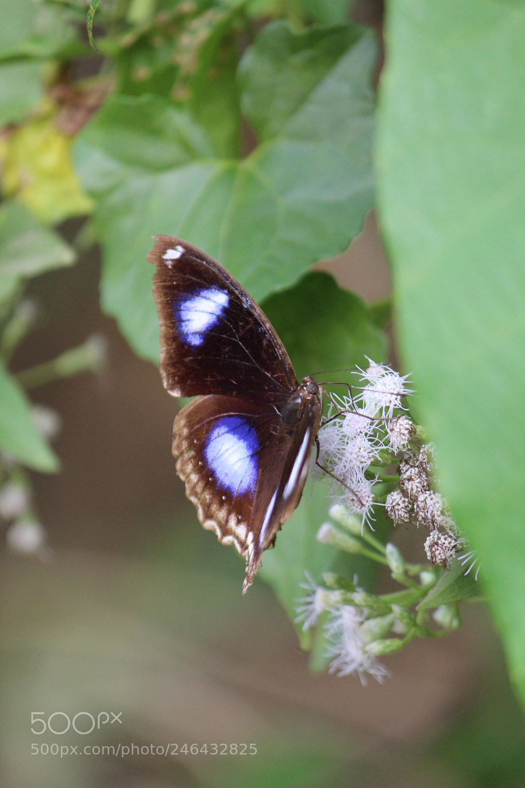 Canon EF-S 55-250mm F4-5.6 IS II sample photo. The nano beauty photography