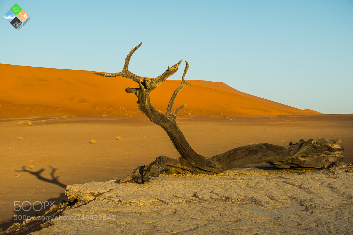 Fujifilm X-T2 sample photo. Dead tree photography