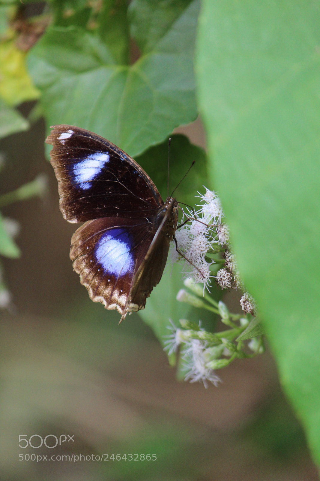 Canon EF-S 55-250mm F4-5.6 IS II sample photo. The nano beauty photography