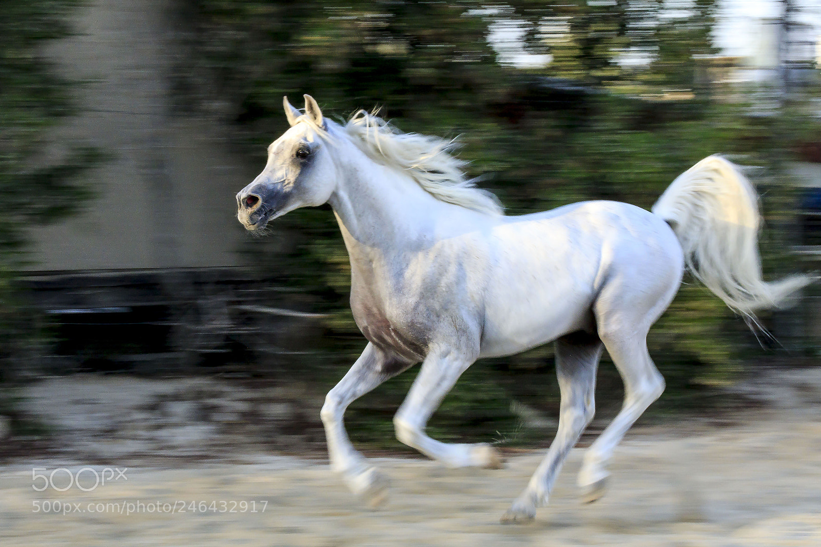 Canon EOS 7D Mark II sample photo. Running in the wild photography