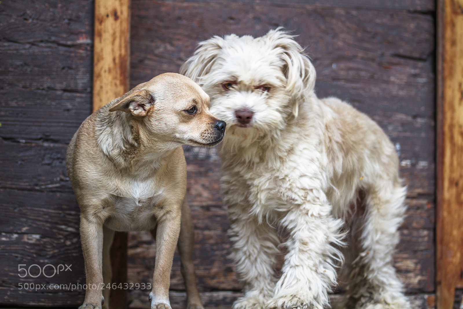 Canon EOS 7D sample photo. Dogs photography
