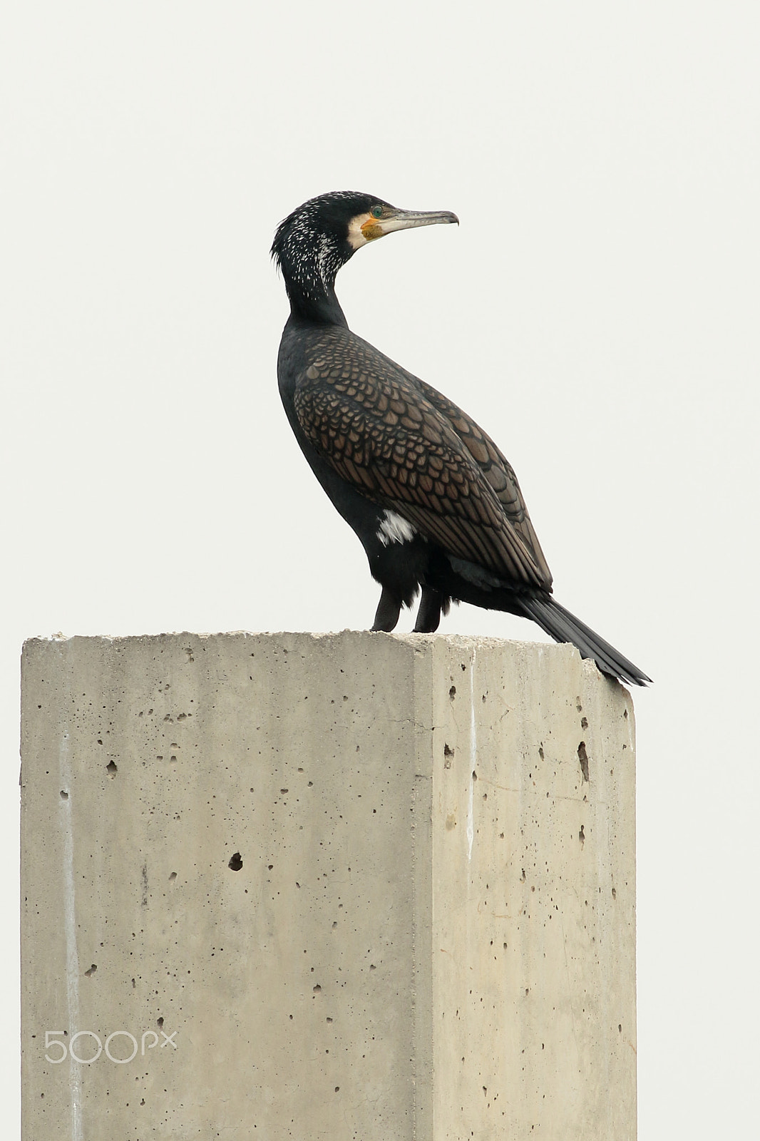 Canon EF 400mm F5.6L USM sample photo. Mirando de soslayo photography